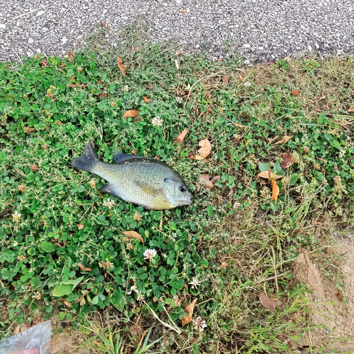 Bluegill caught on Fishbrain