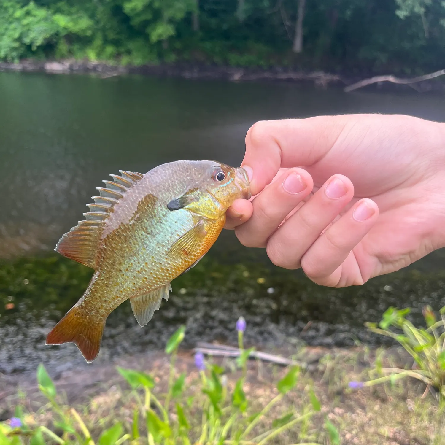 The most recent Redbreast sunfish catches on Fishbrain