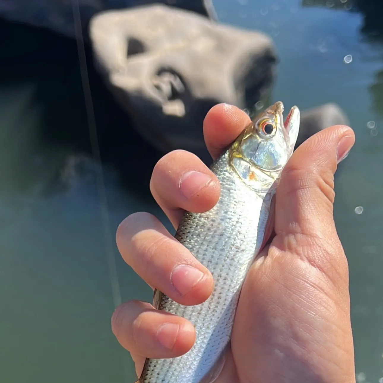 Golden dorado caught on Fishbrain
