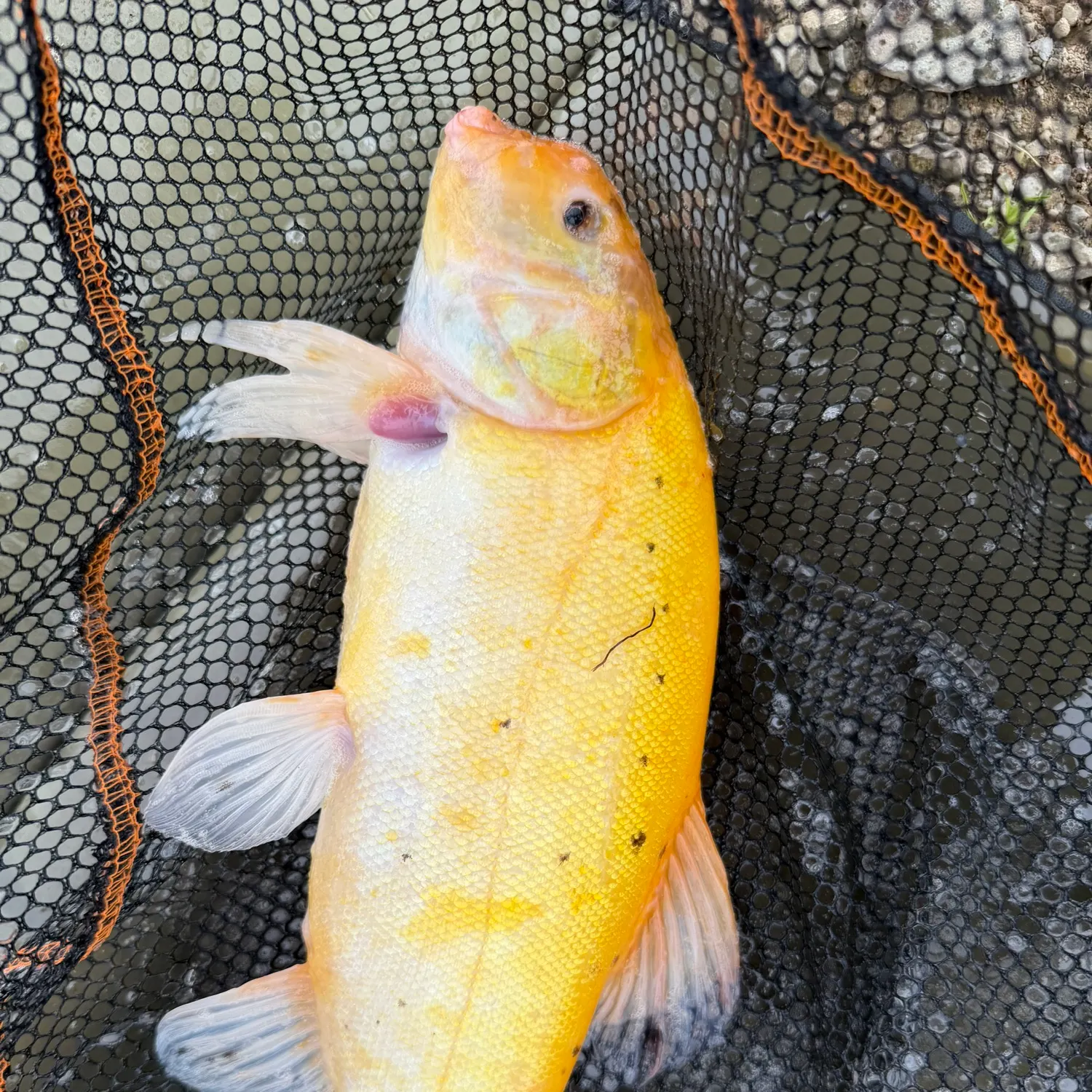 The most recent Golden tench catches on Fishbrain
