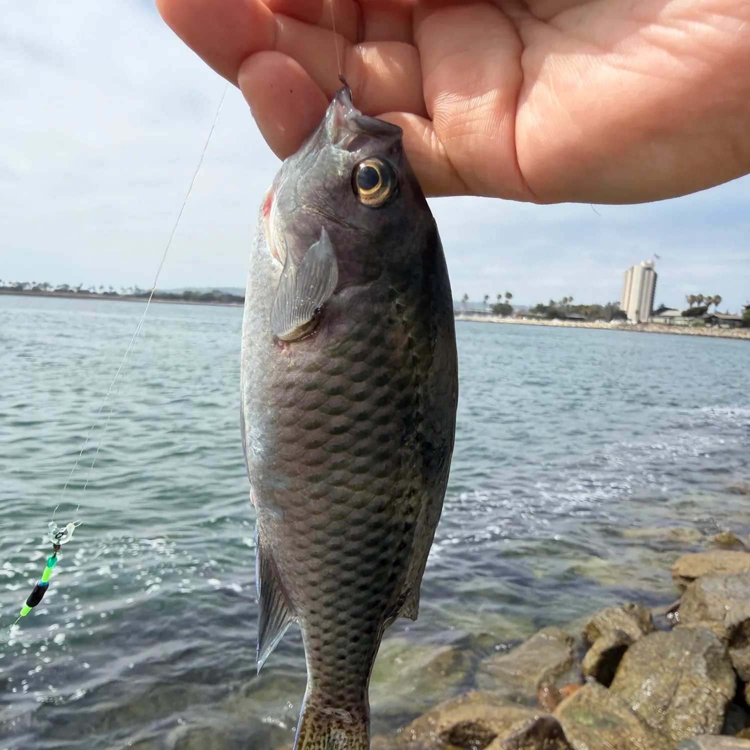 The most recent Blacksmith catches on Fishbrain