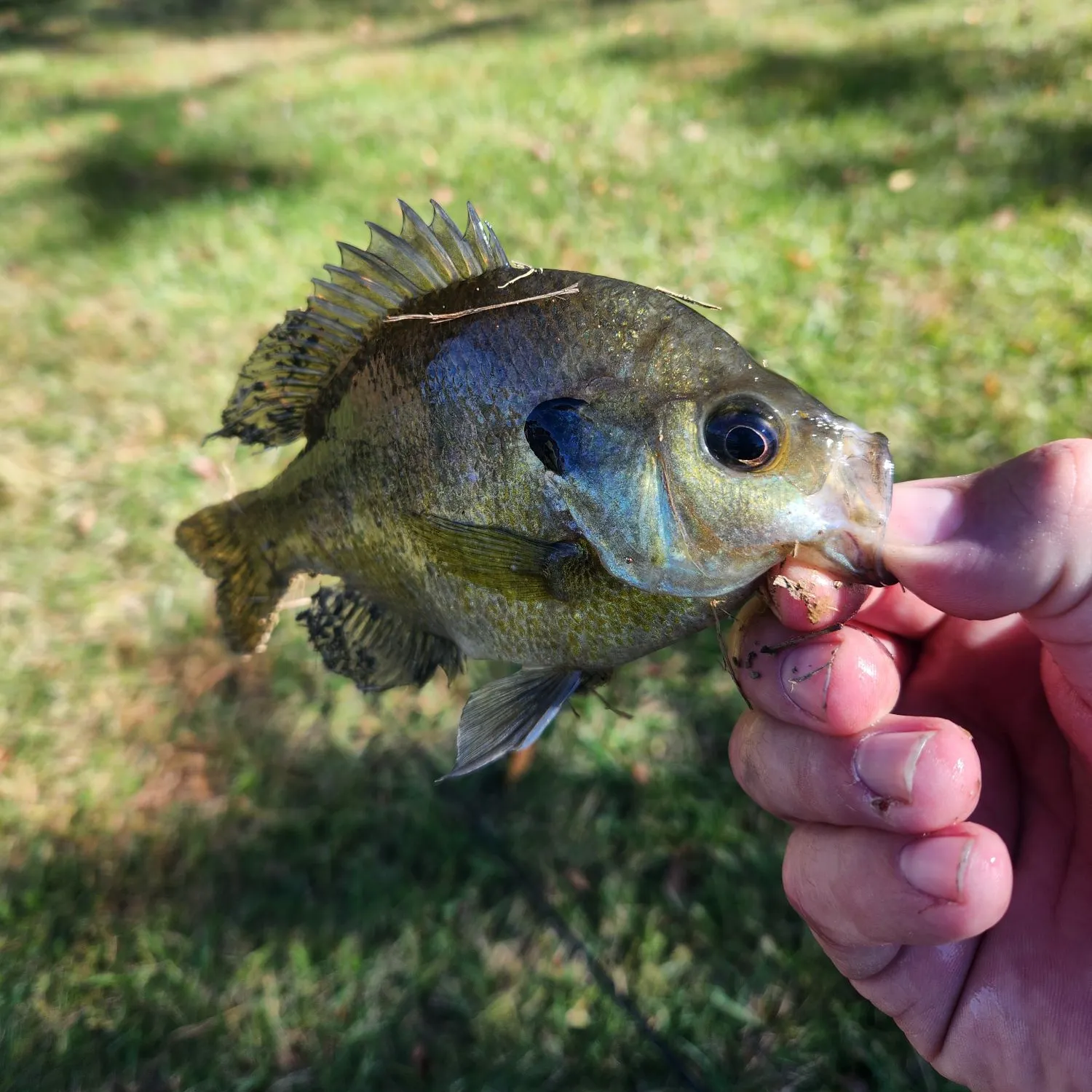 Bluegill caught on Fishbrain