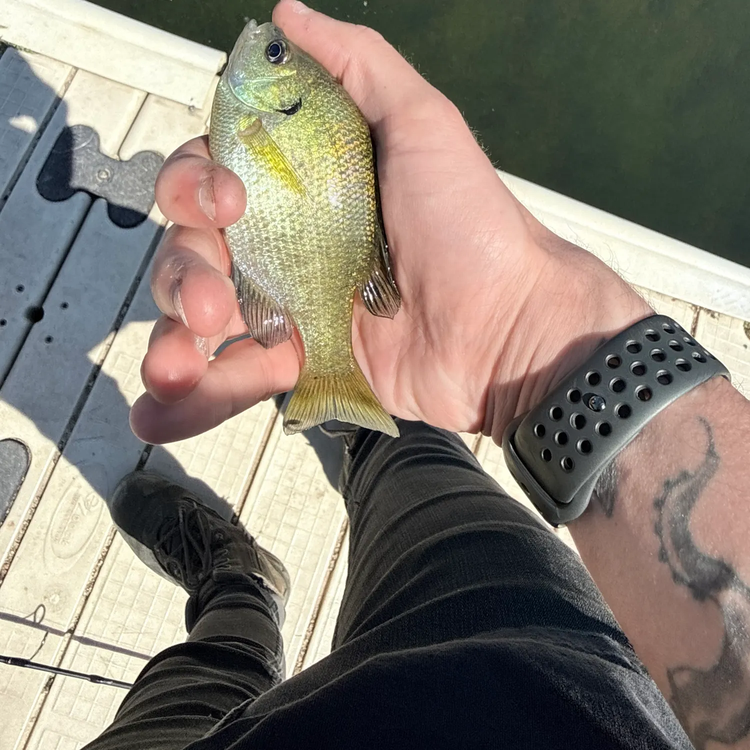 recently logged catches