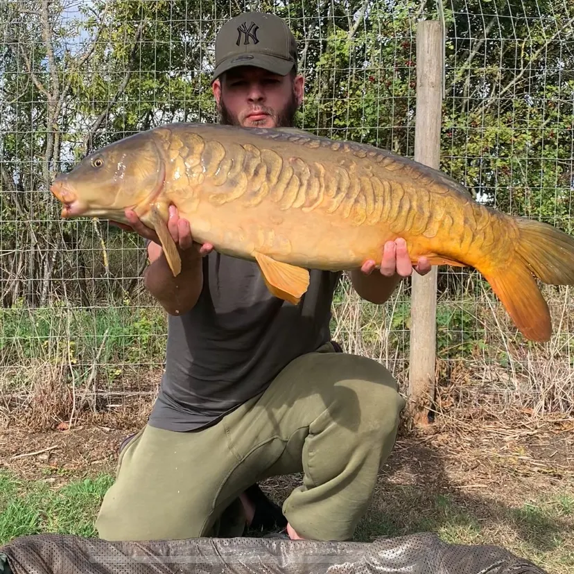 Mirror carp caught on Fishbrain
