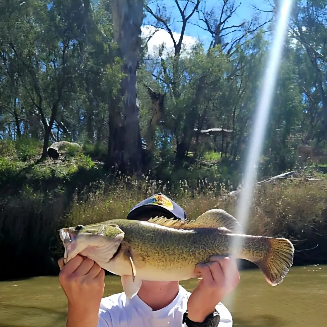 Murray cod caught on Fishbrain