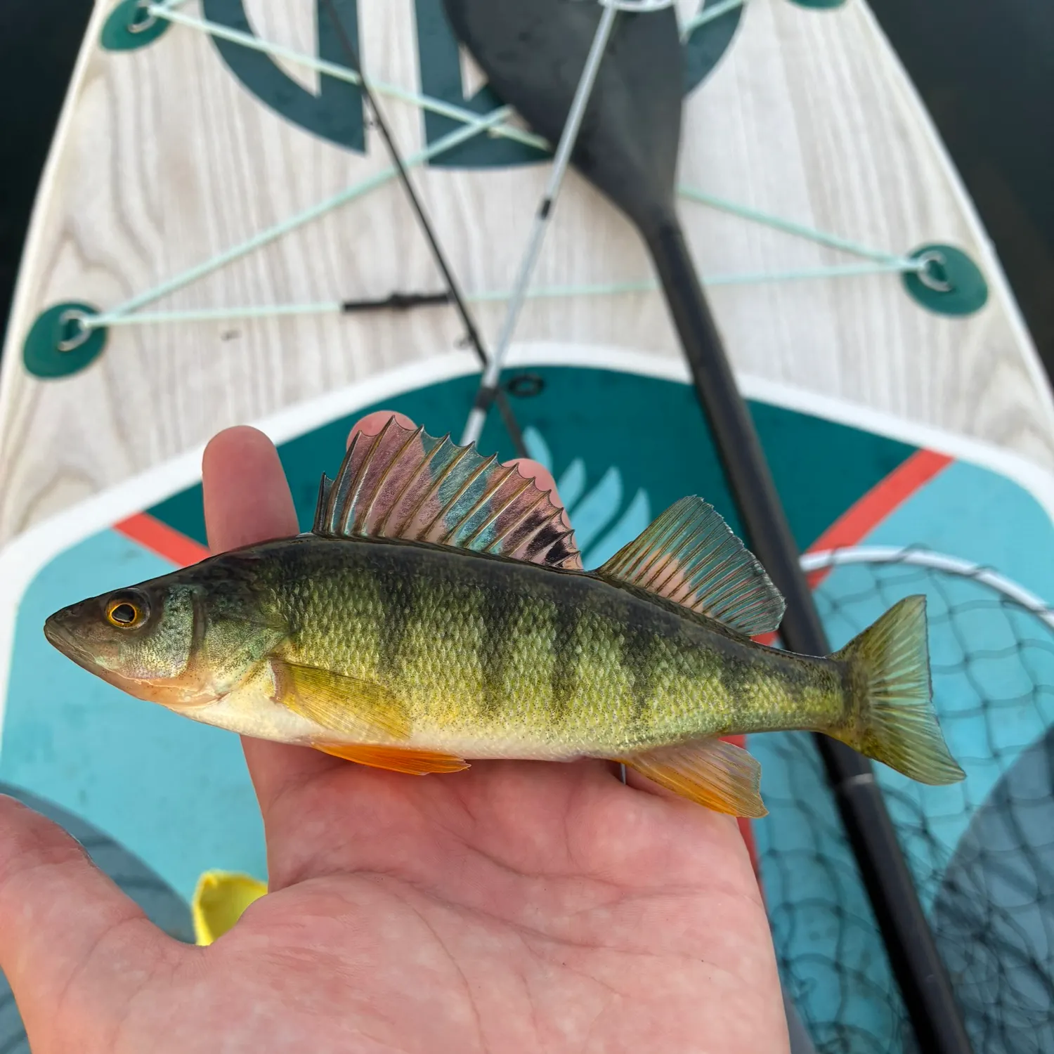 Yellow perch caught on Fishbrain