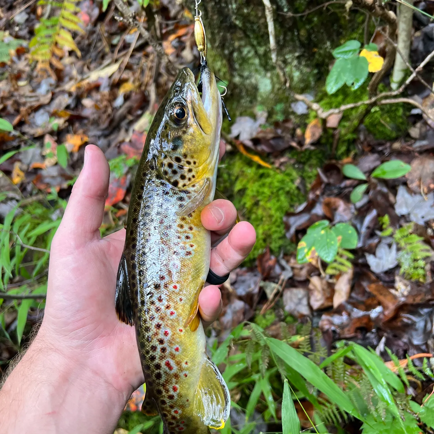 Brown trout caught on Fishbrain