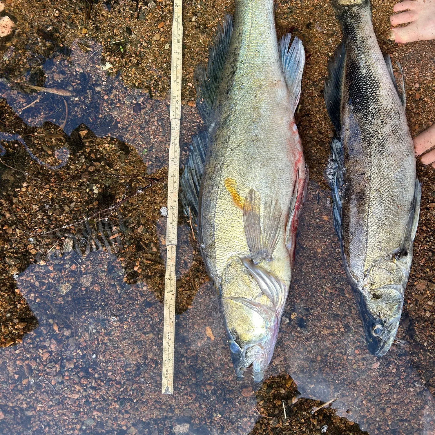 recently logged catches