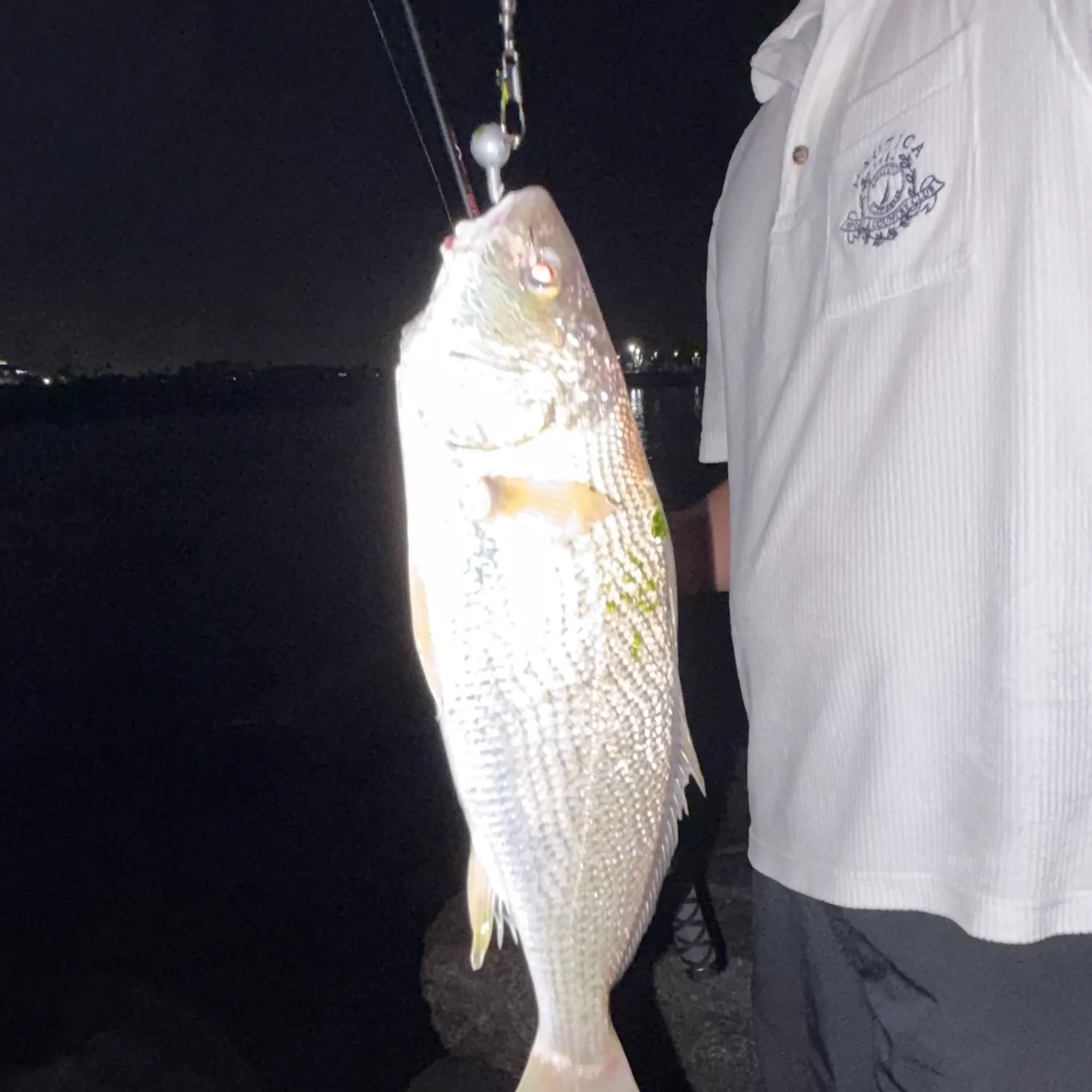 Yellowfin croaker caught on Fishbrain