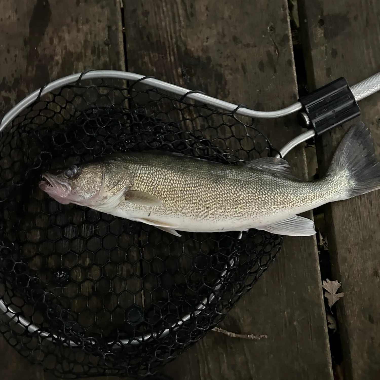 Walleye caught on Fishbrain