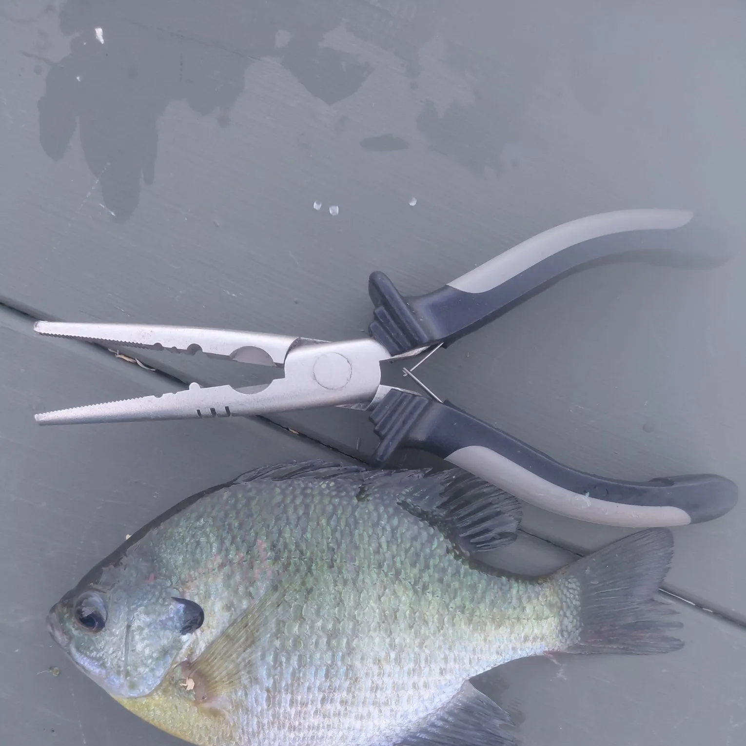 Bluegill caught on Fishbrain