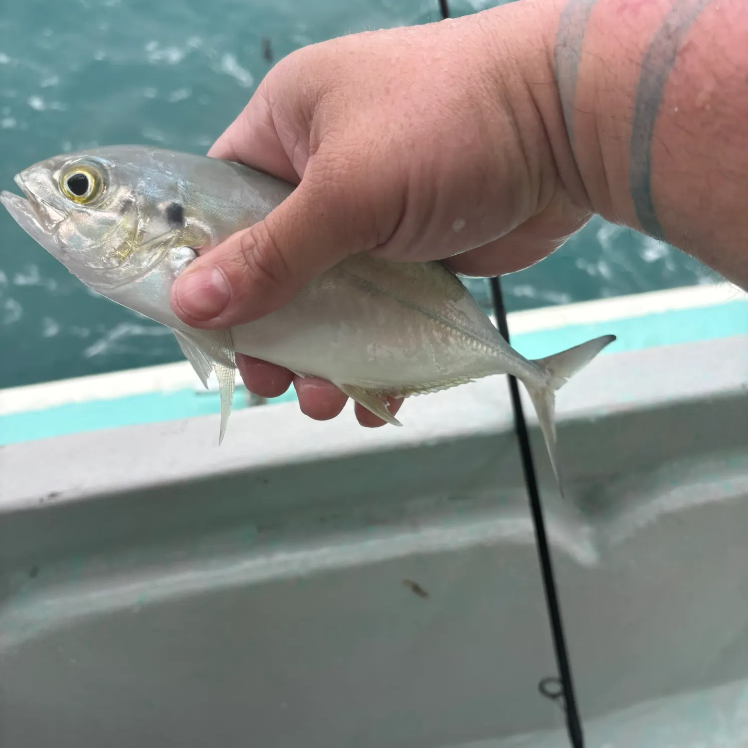 The most recent Blue runner catches on Fishbrain