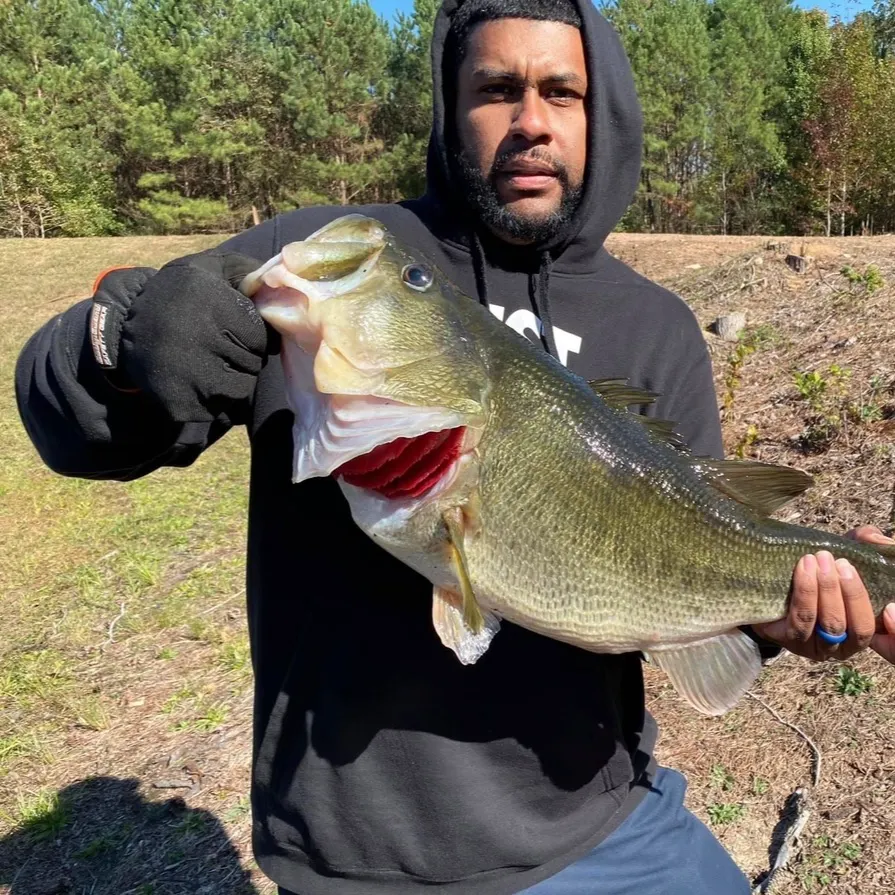 Largemouth bass caught on Fishbrain