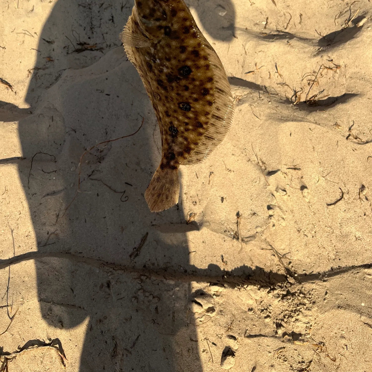 The most recent Black flounder catches on Fishbrain