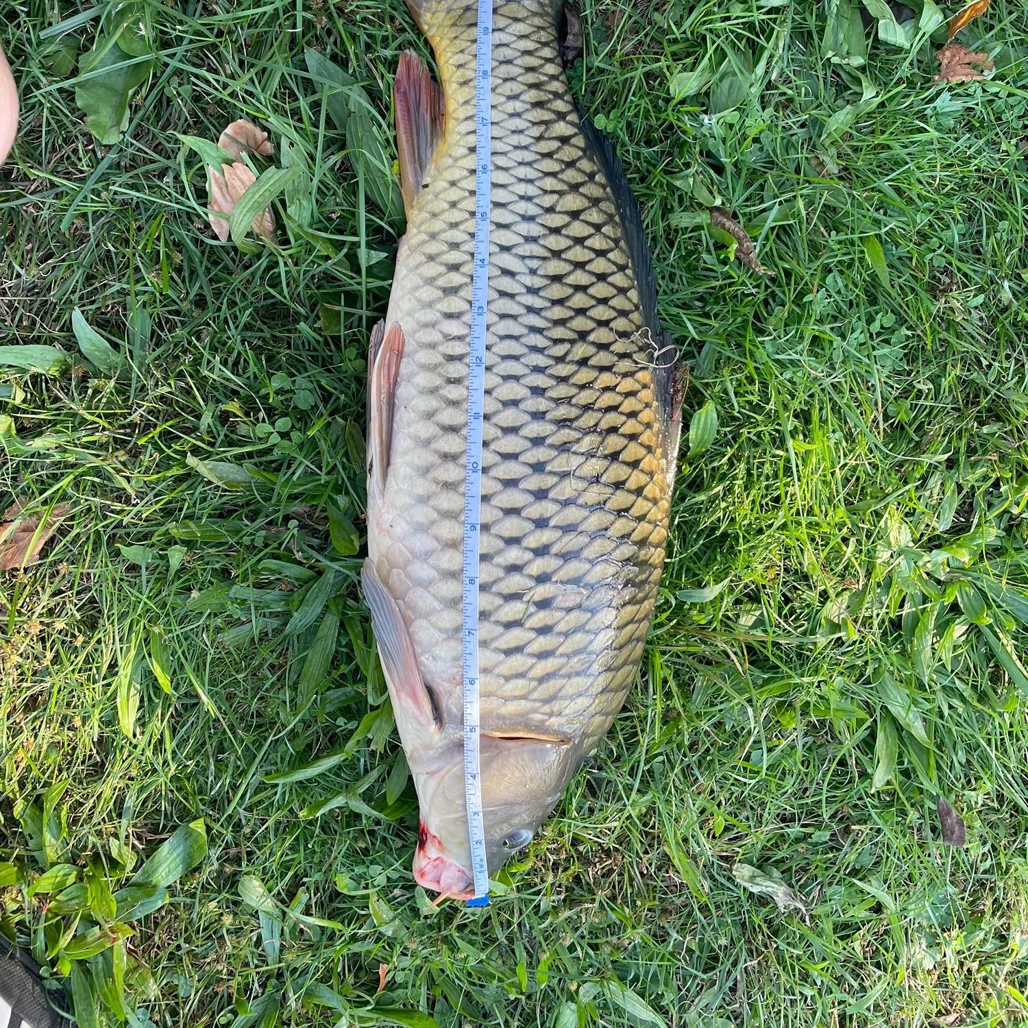 Common carp caught on Fishbrain
