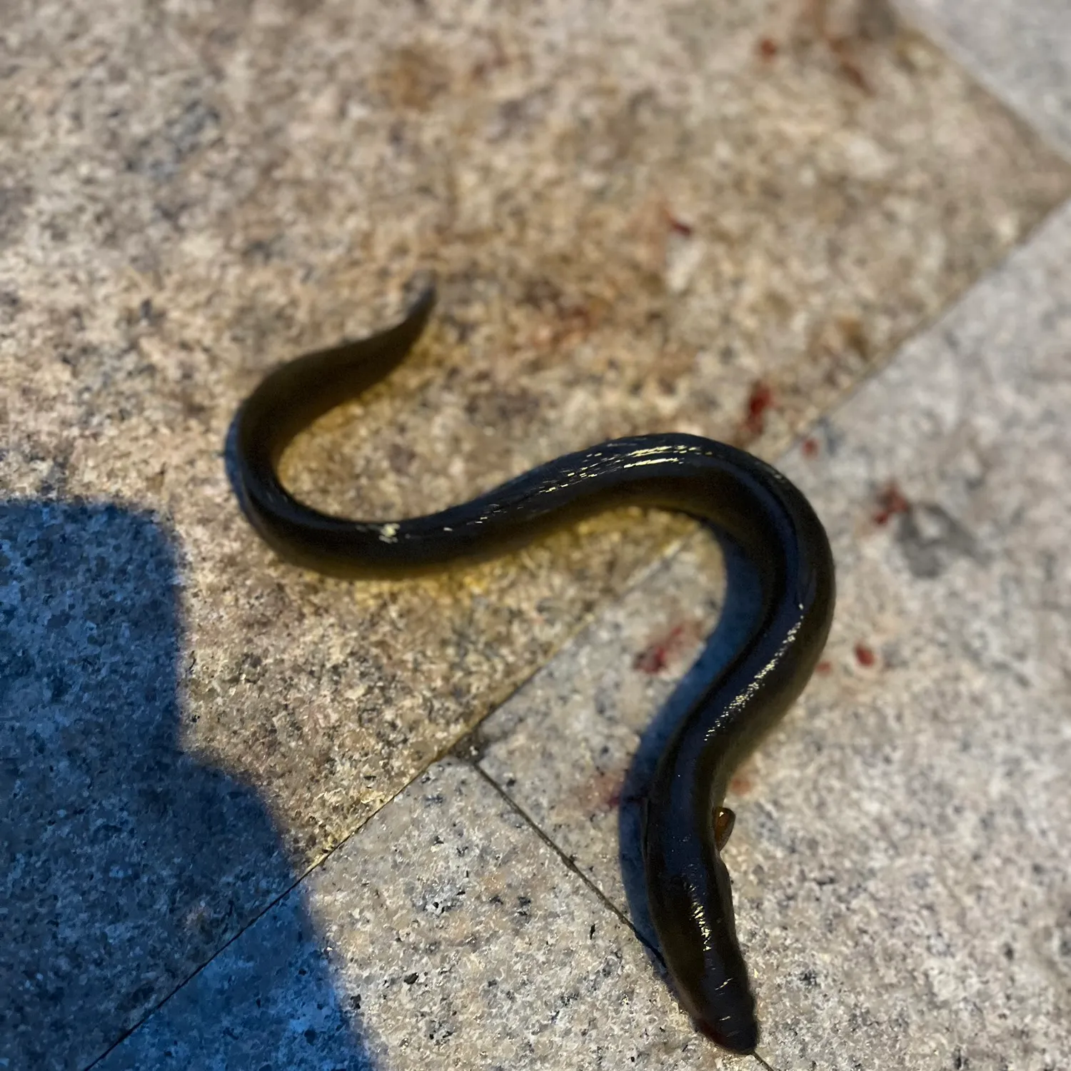 The most recent European eel catches on Fishbrain
