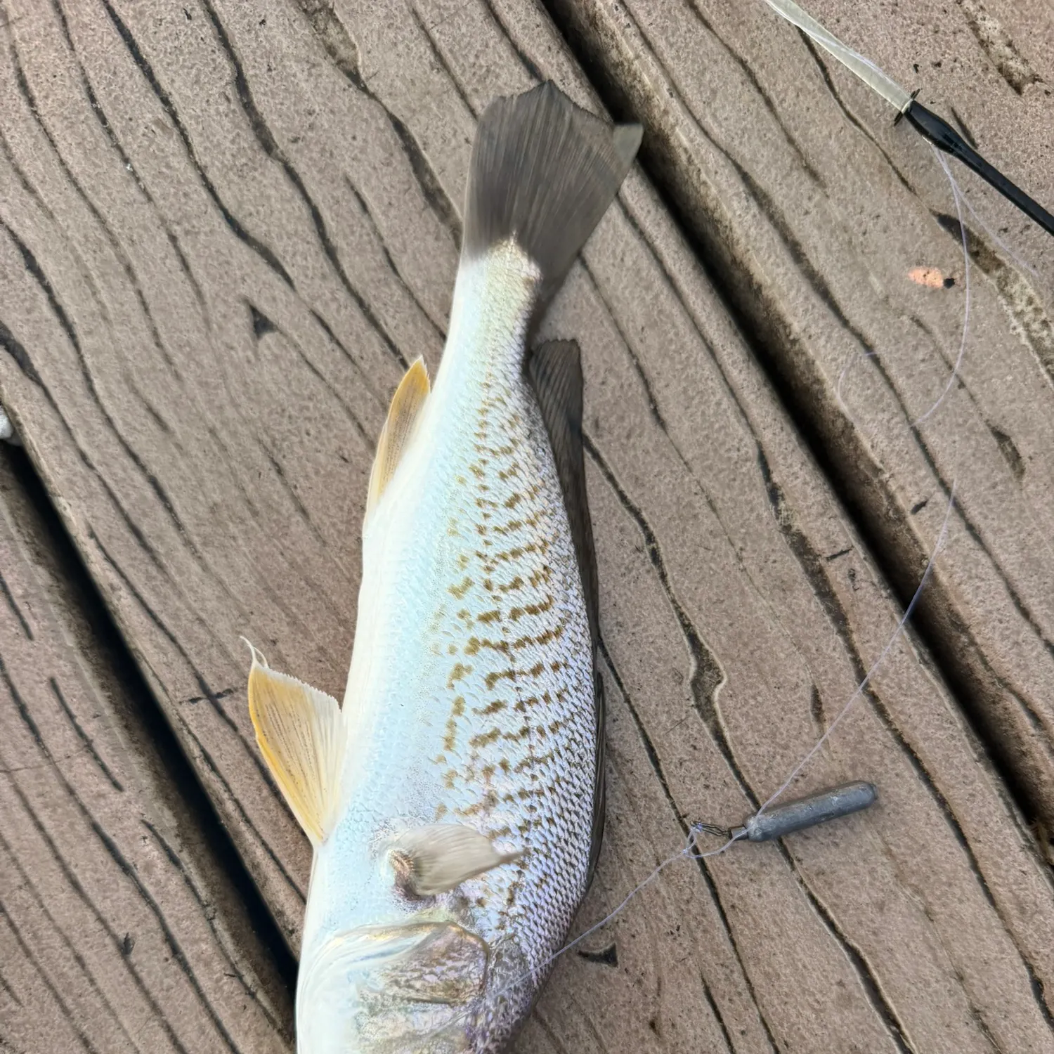Atlantic croaker caught on Fishbrain