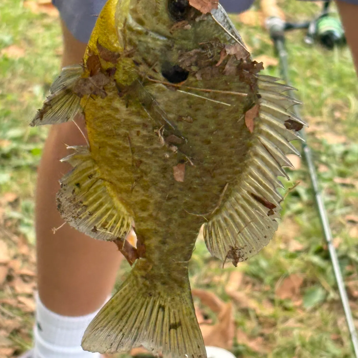 Bluegill caught on Fishbrain