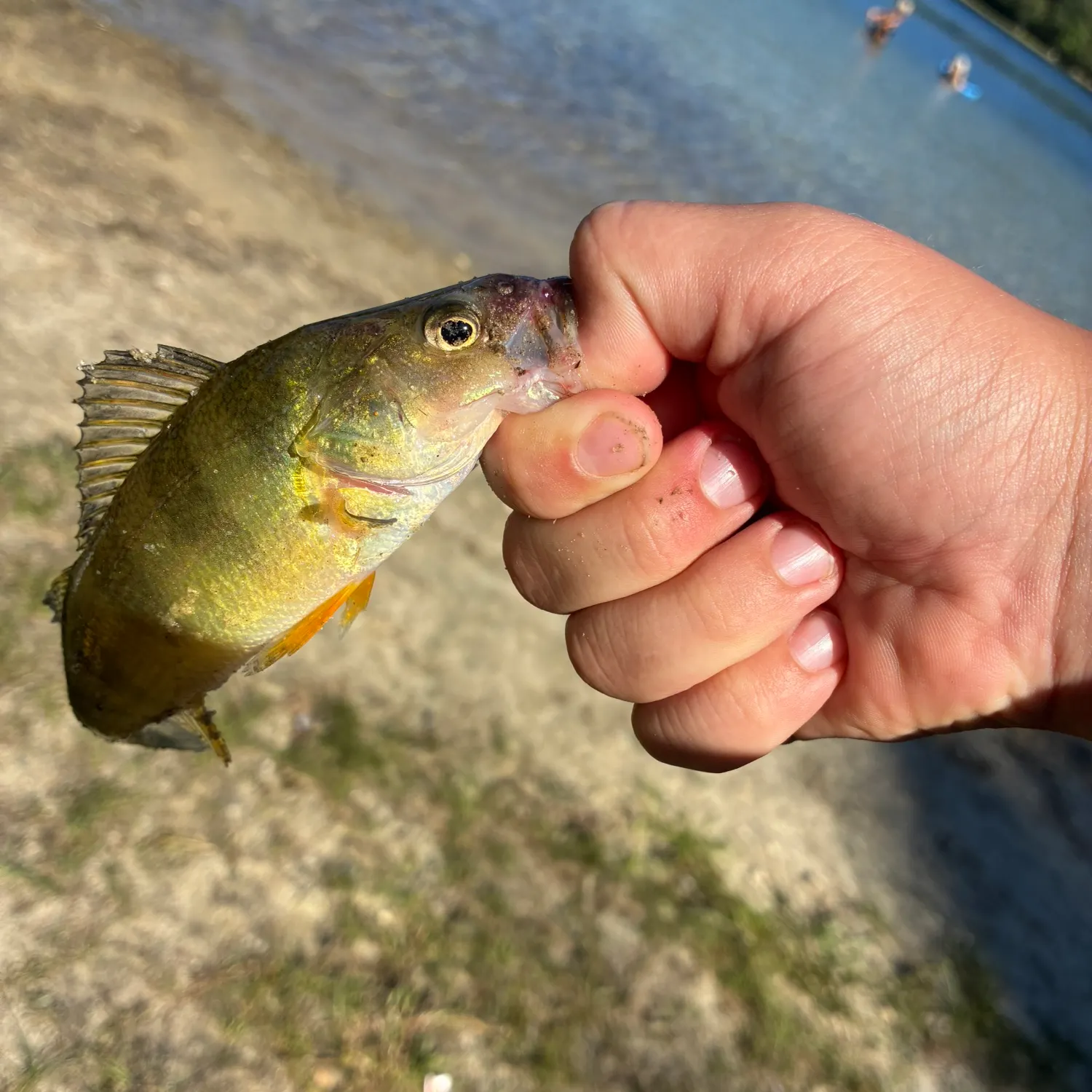 Yellow perch caught on Fishbrain