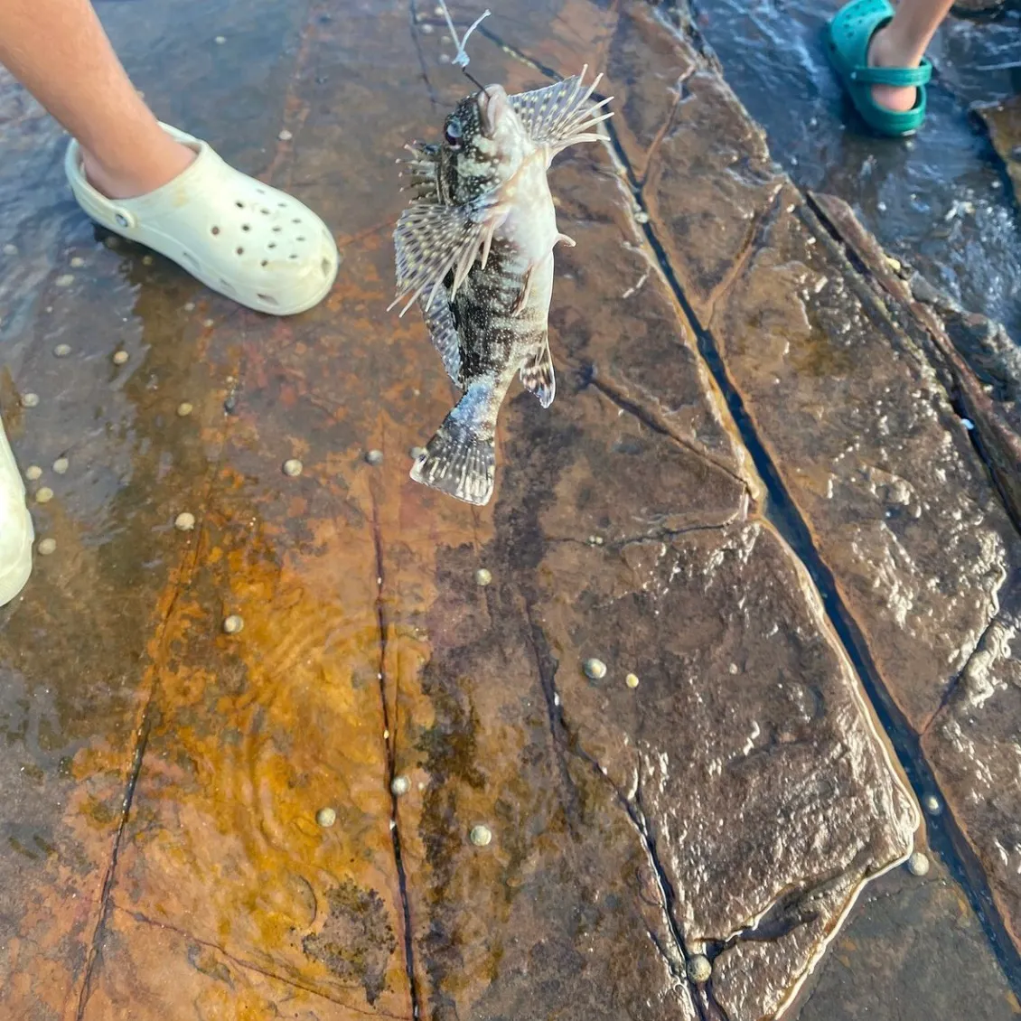 The most recent Eastern kelpfish catches on Fishbrain
