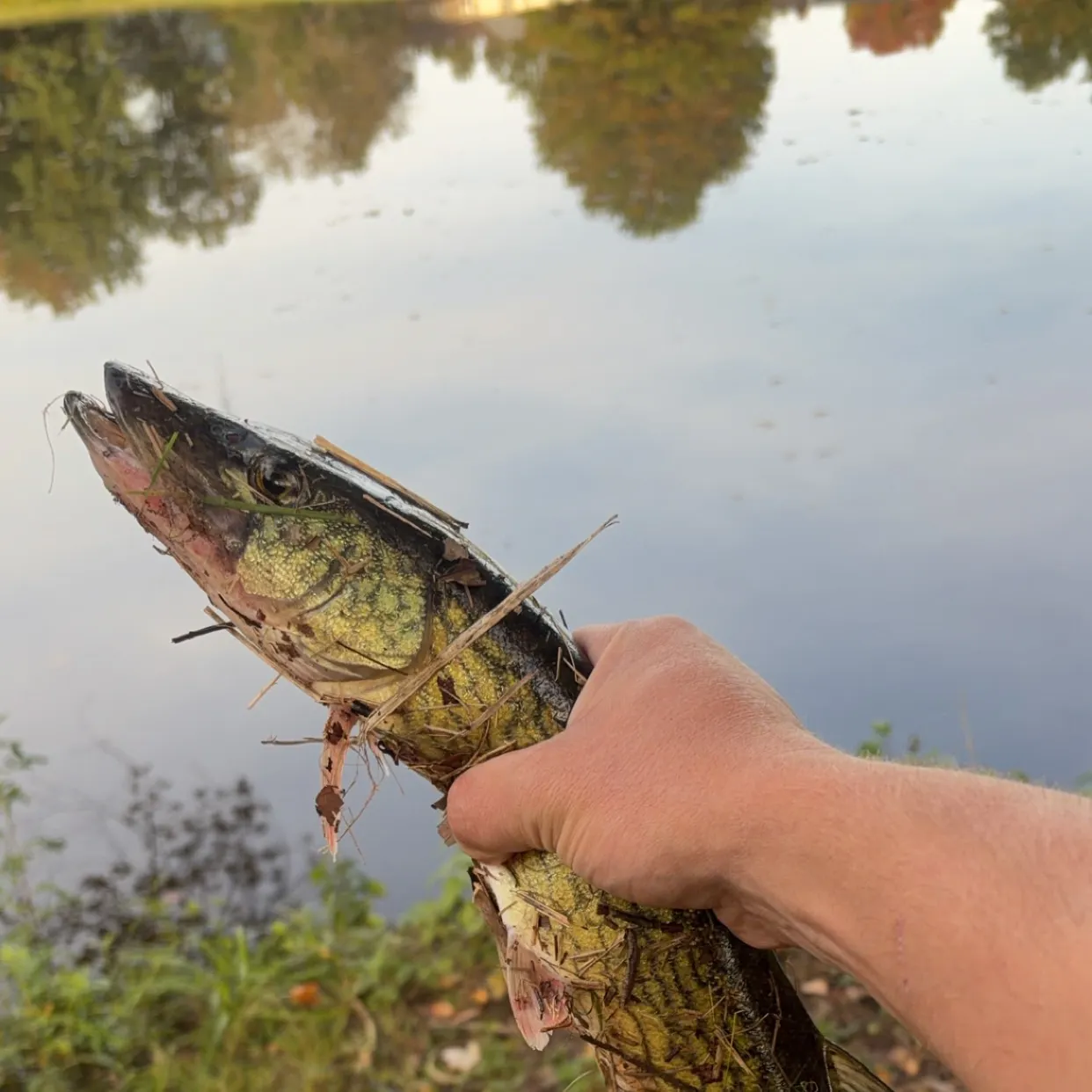 Chain pickerel caught on Fishbrain