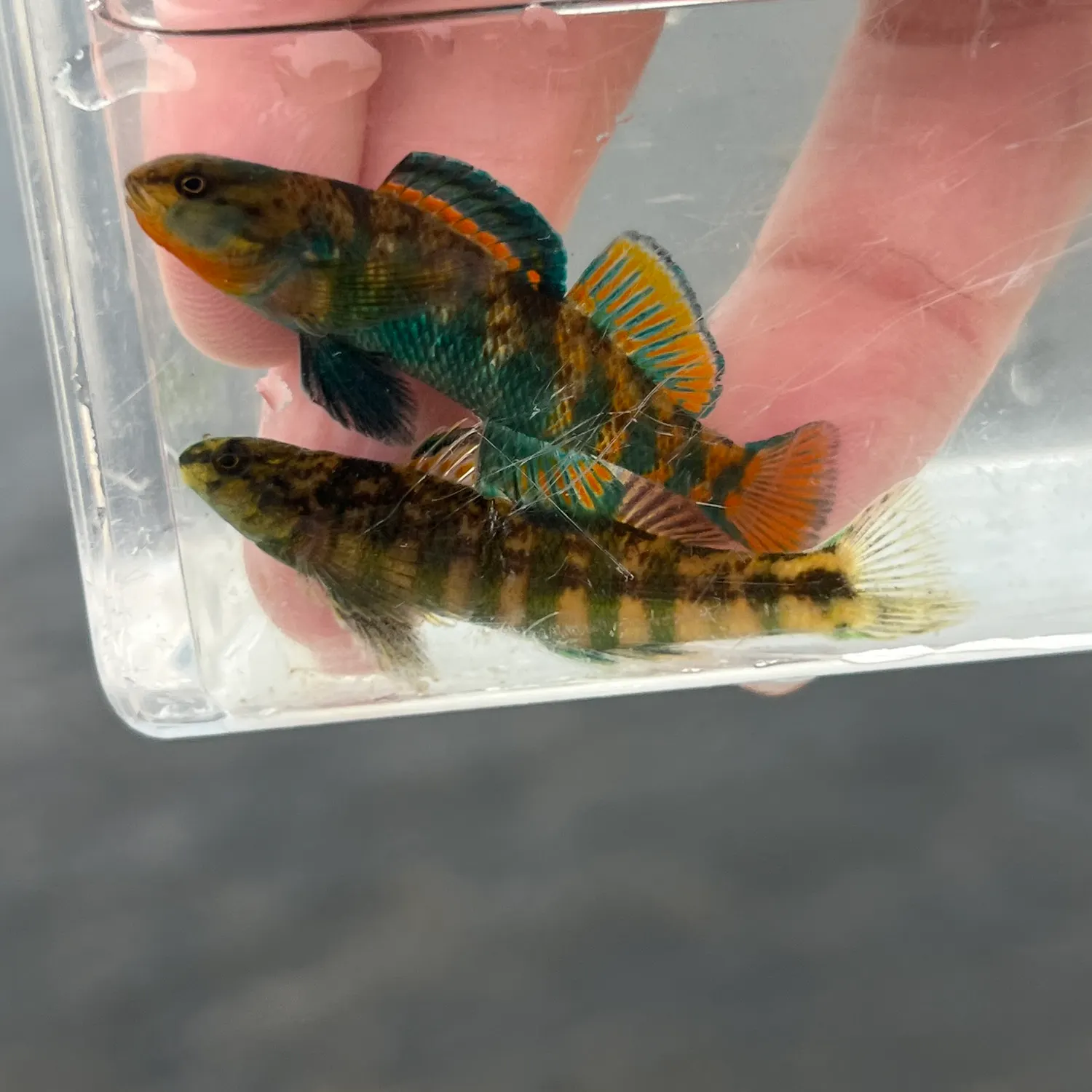 The most recent Rainbow darter catches on Fishbrain