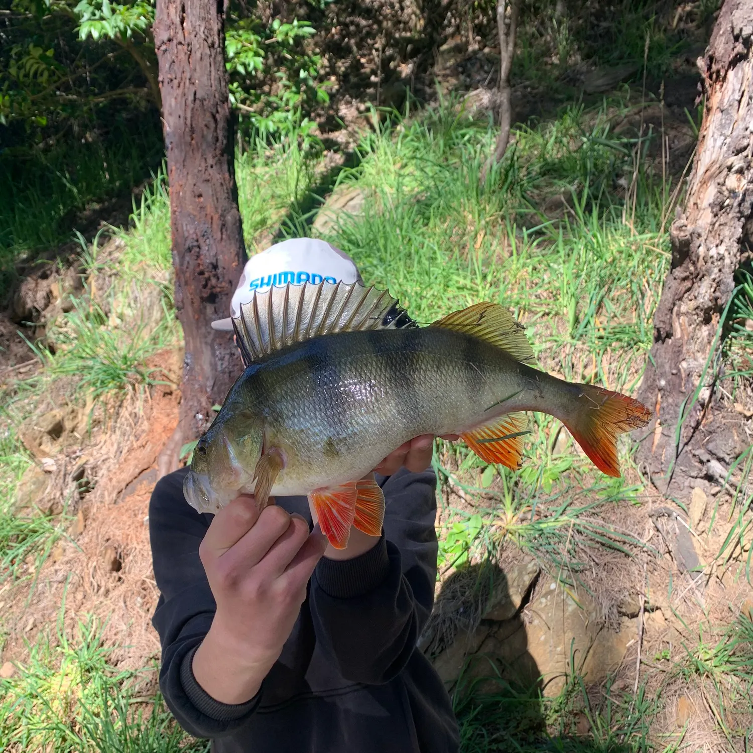 European perch caught on Fishbrain