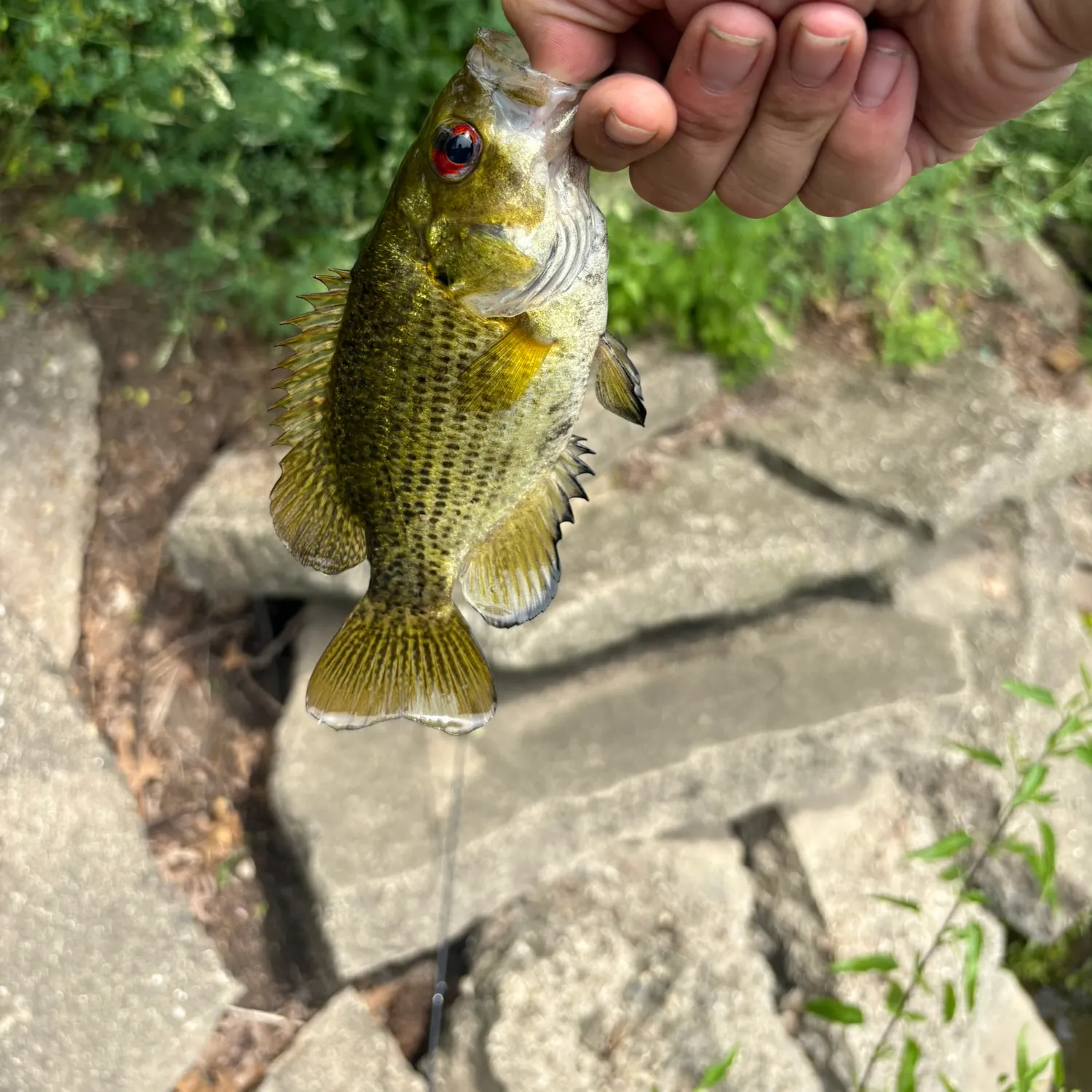 catch