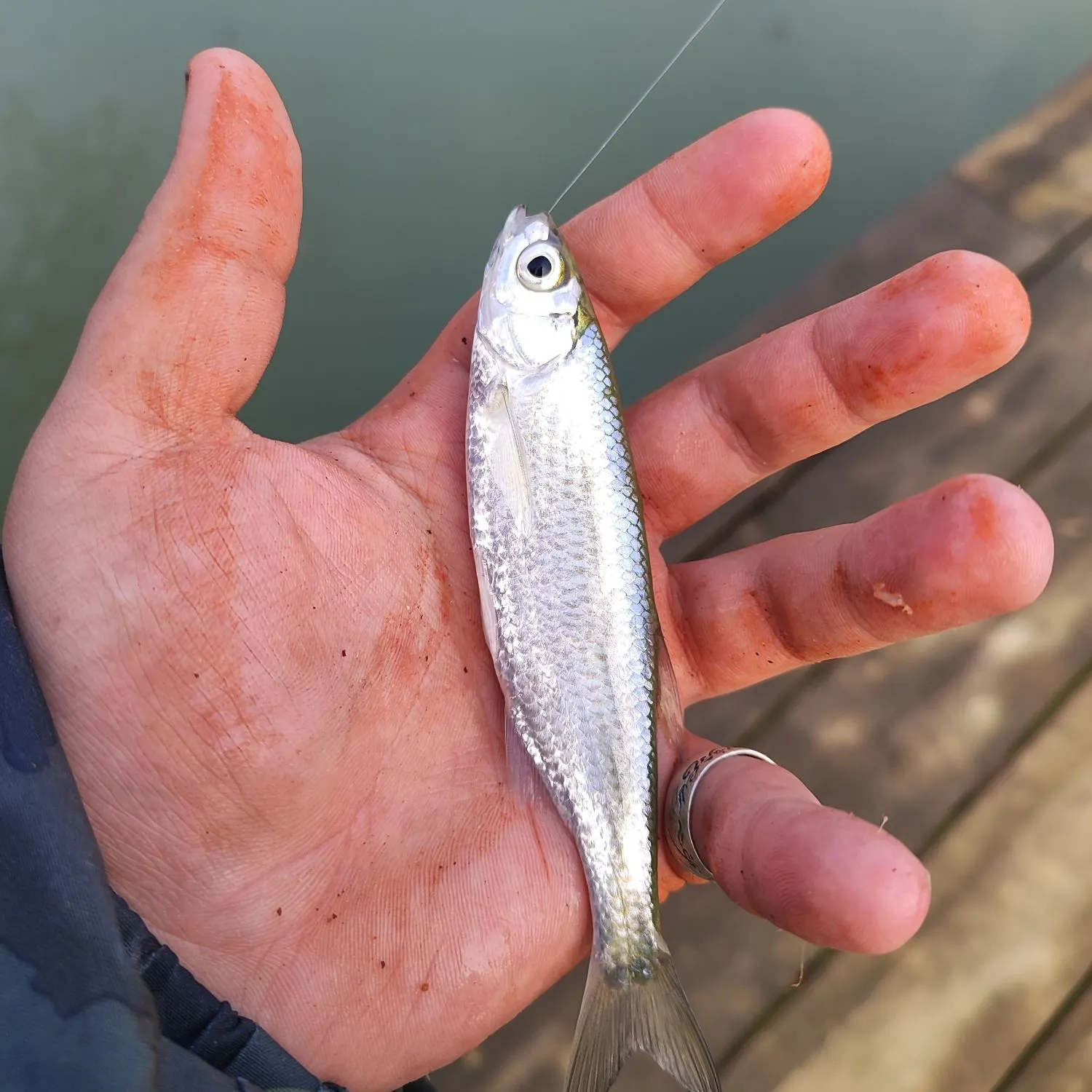 The most recent Common bleak catches on Fishbrain