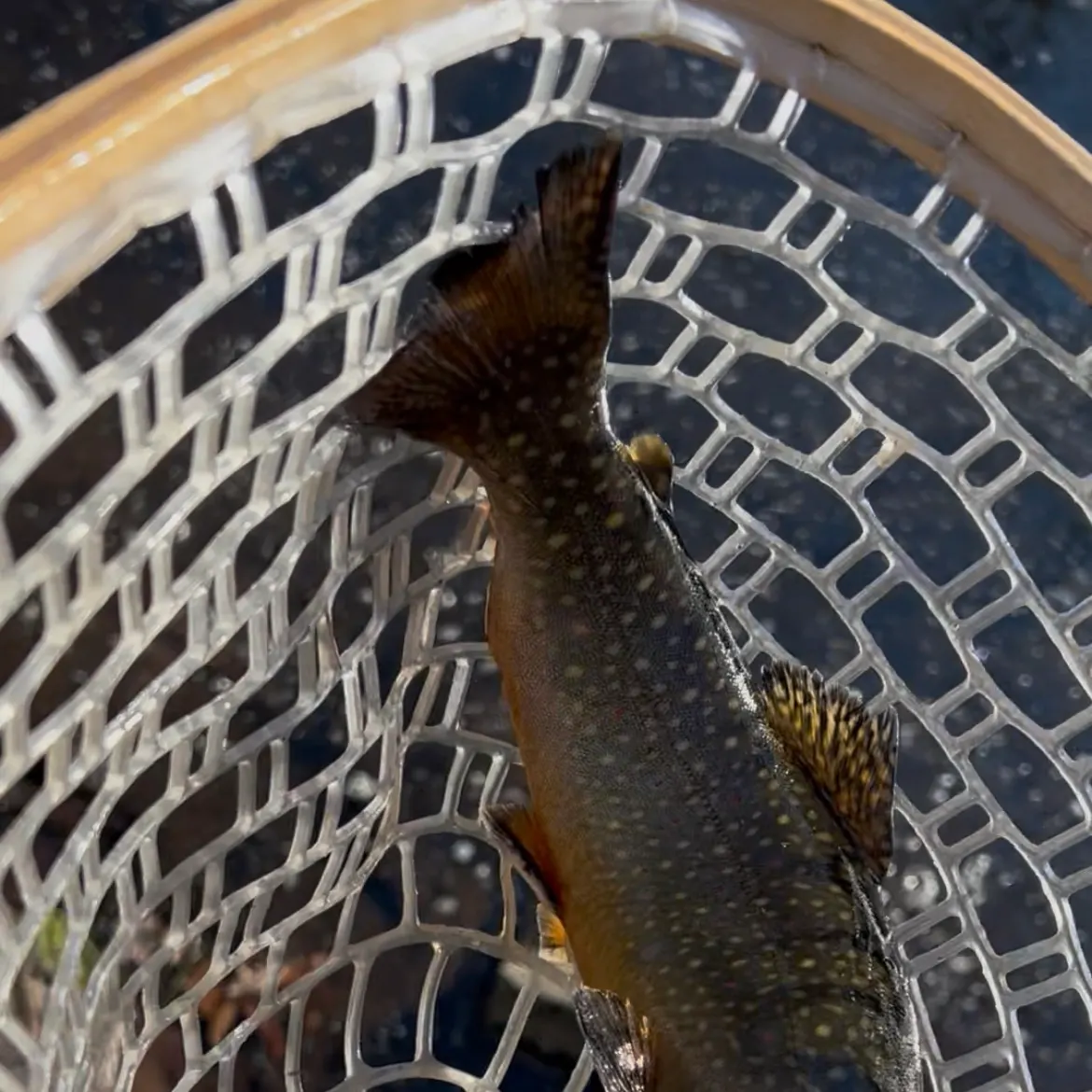 The most recent Brook trout catches on Fishbrain