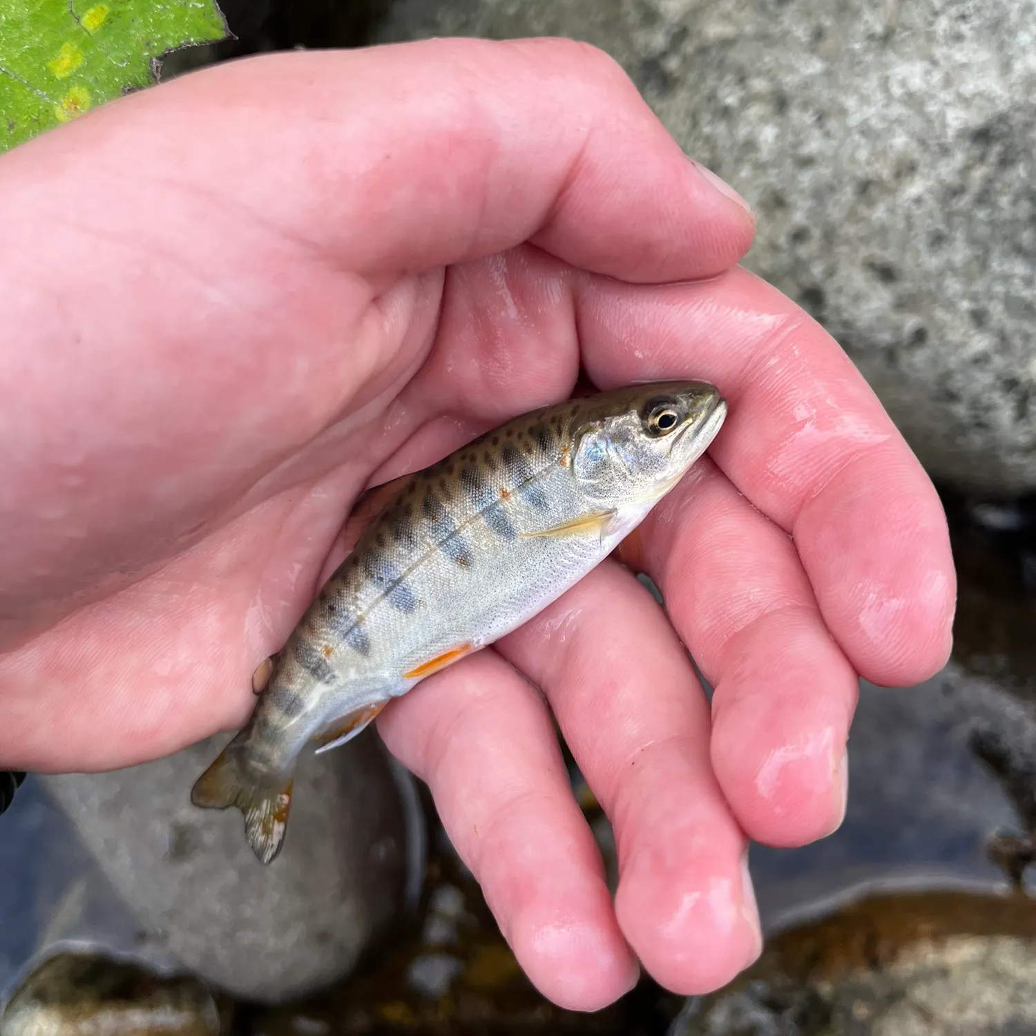 The most recent Cherry salmon catches on Fishbrain