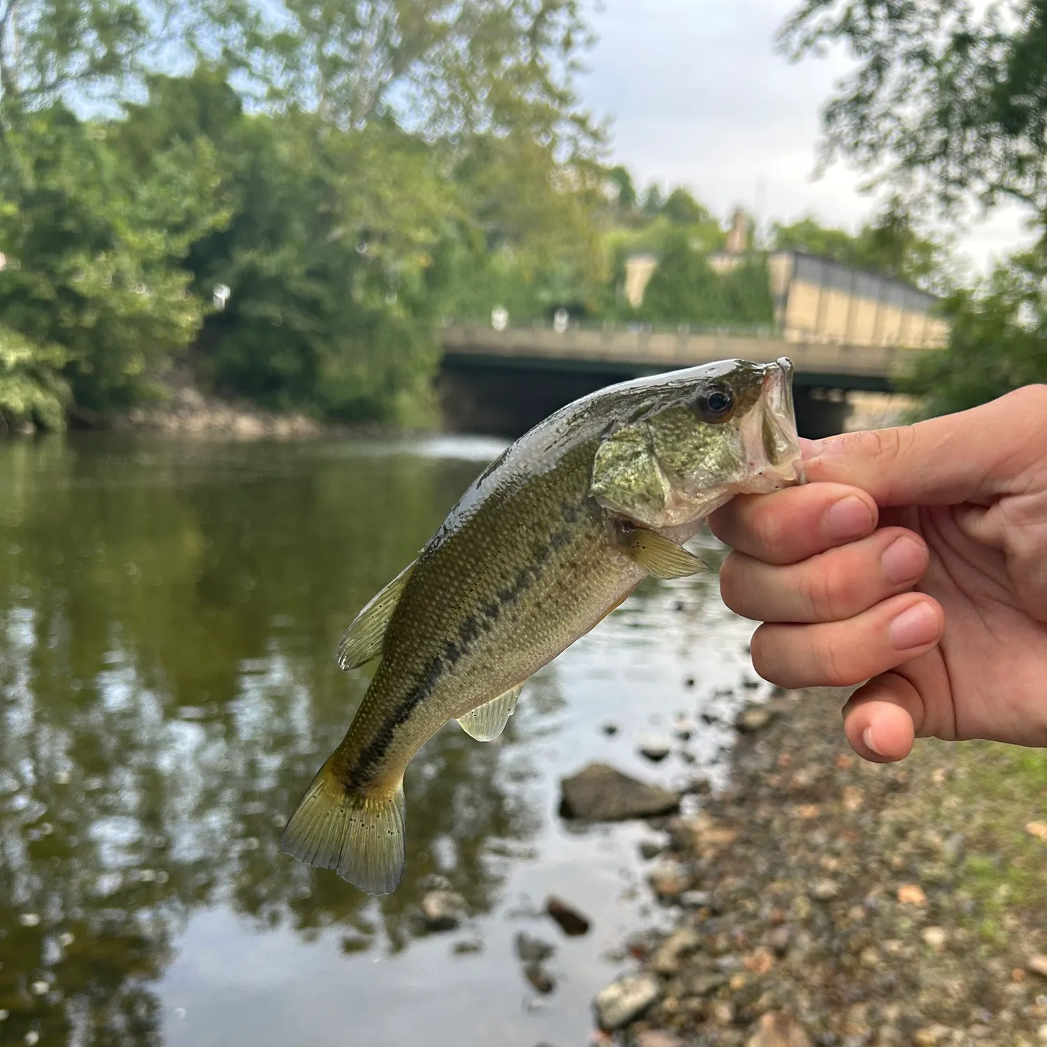 Spotted bass caught on Fishbrain