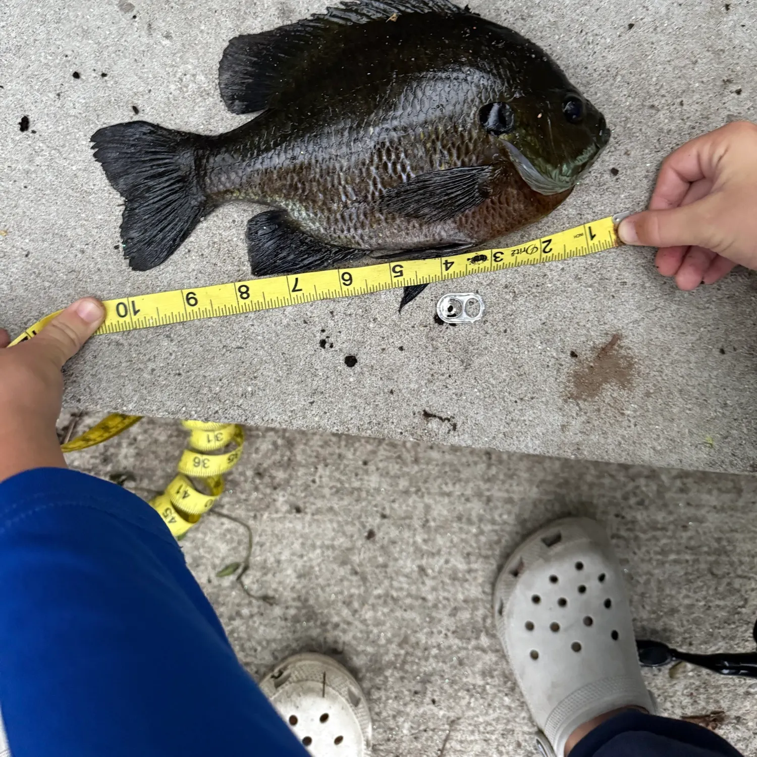 Bluegill caught on Fishbrain