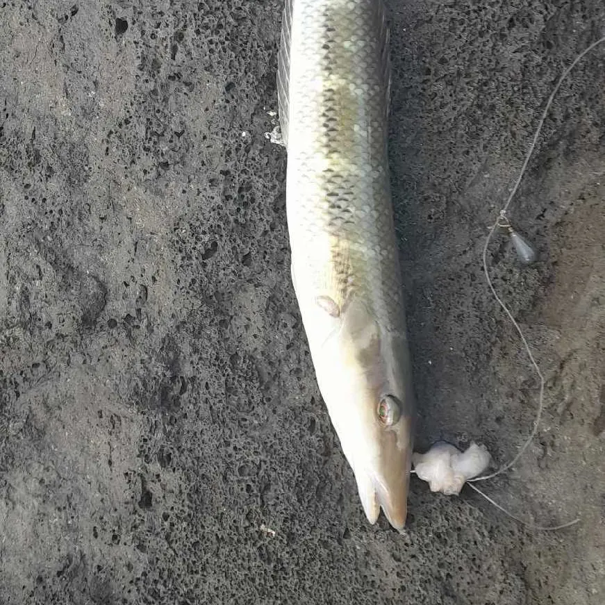 The most recent Cigar wrasse catches on Fishbrain