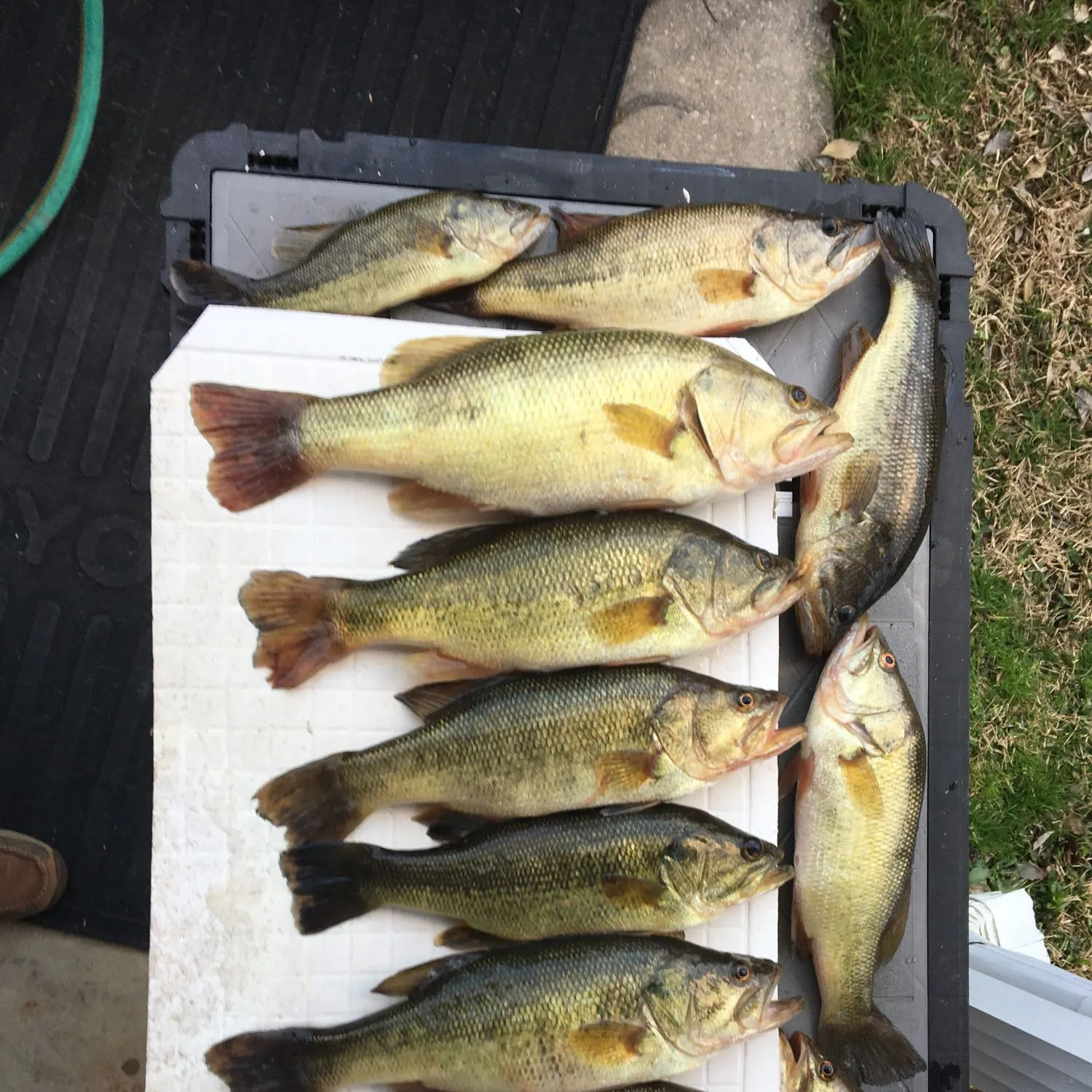 recently logged catches