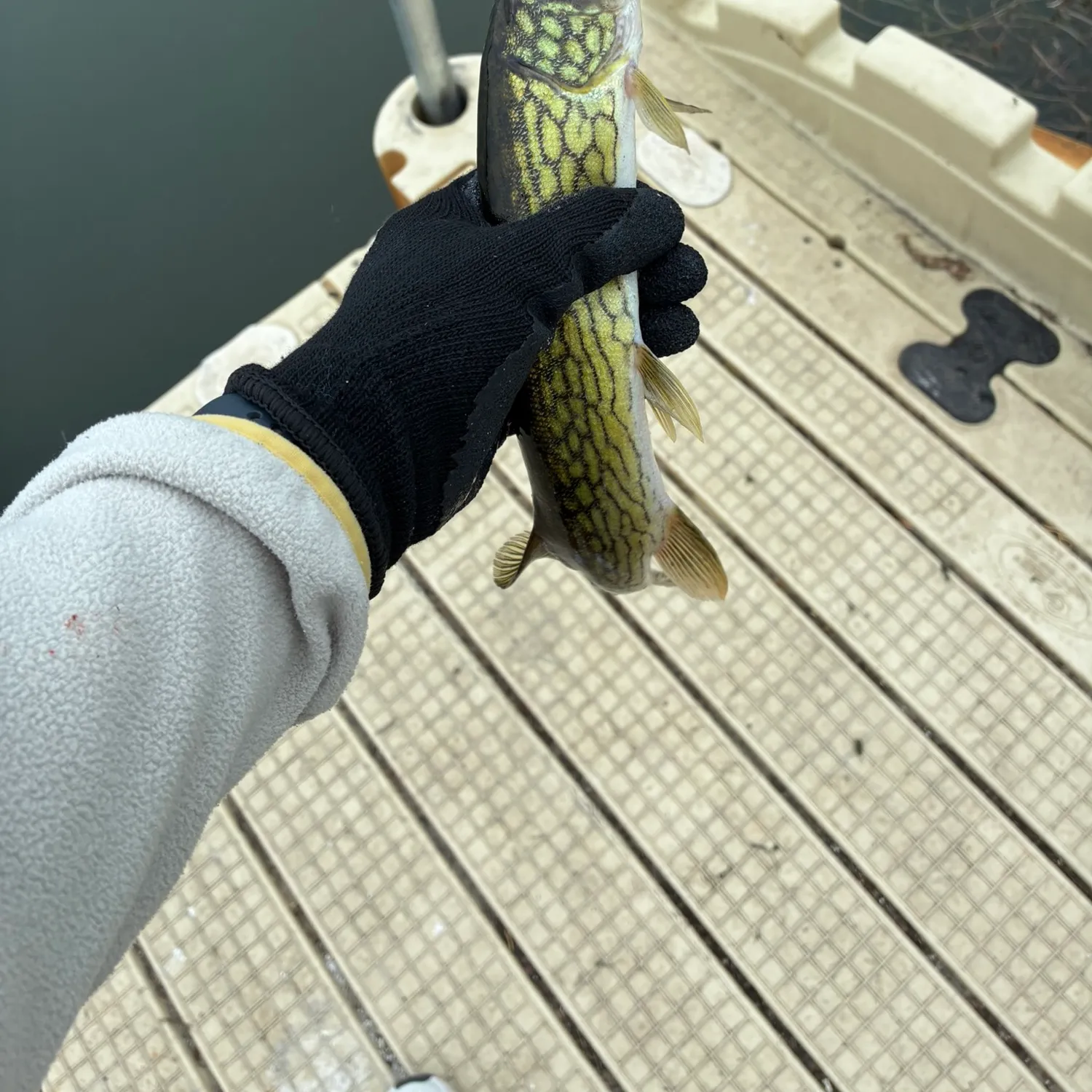 Chain pickerel caught on Fishbrain