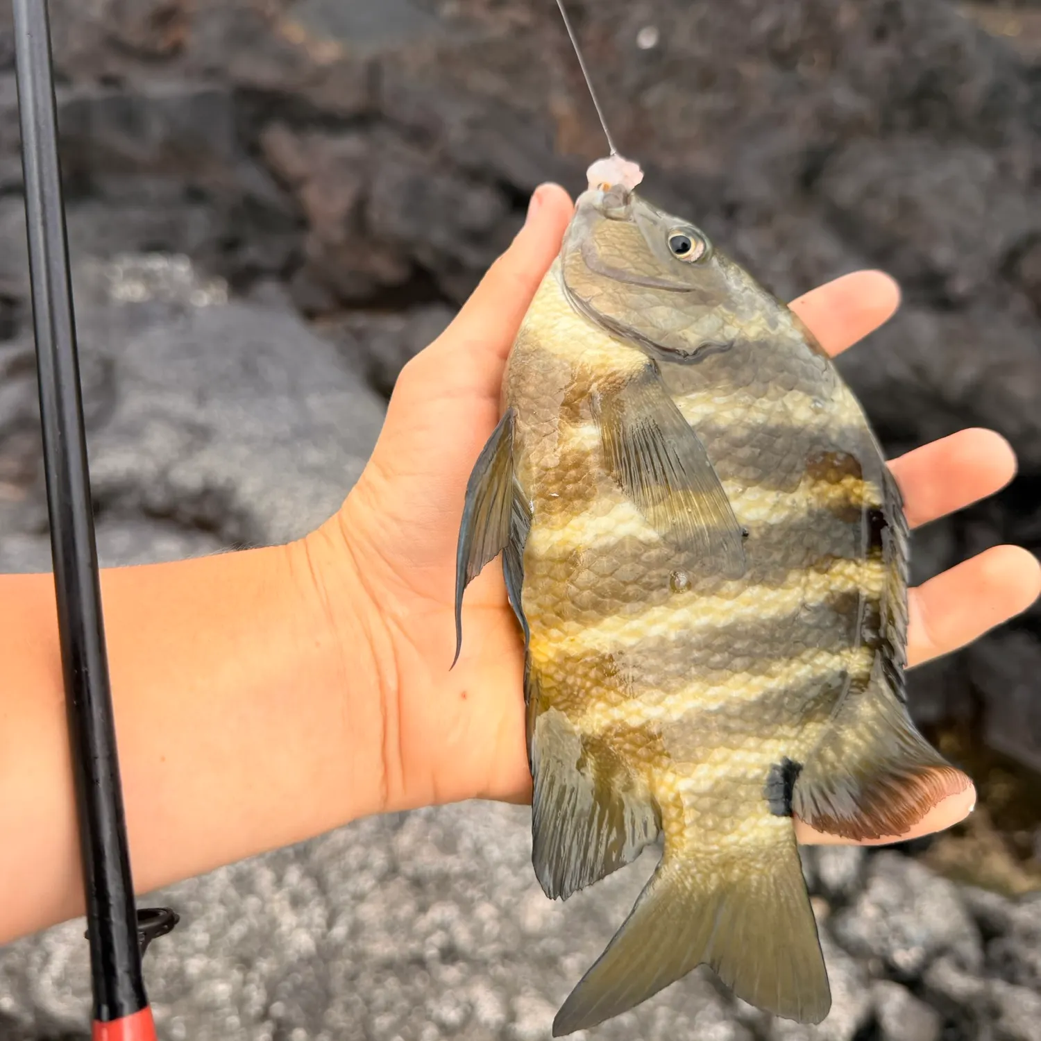 The most recent Blackspot sergeant catches on Fishbrain