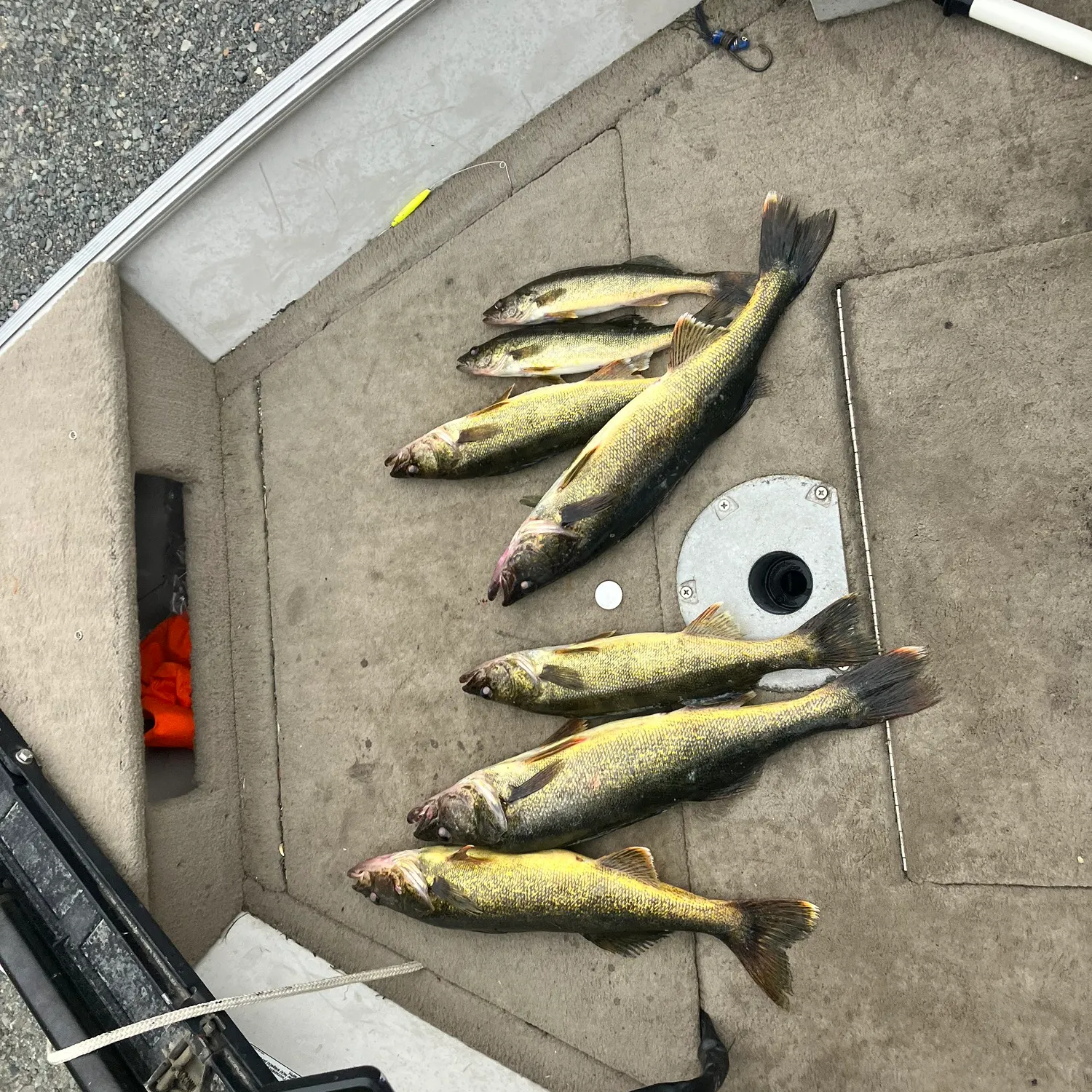 recently logged catches
