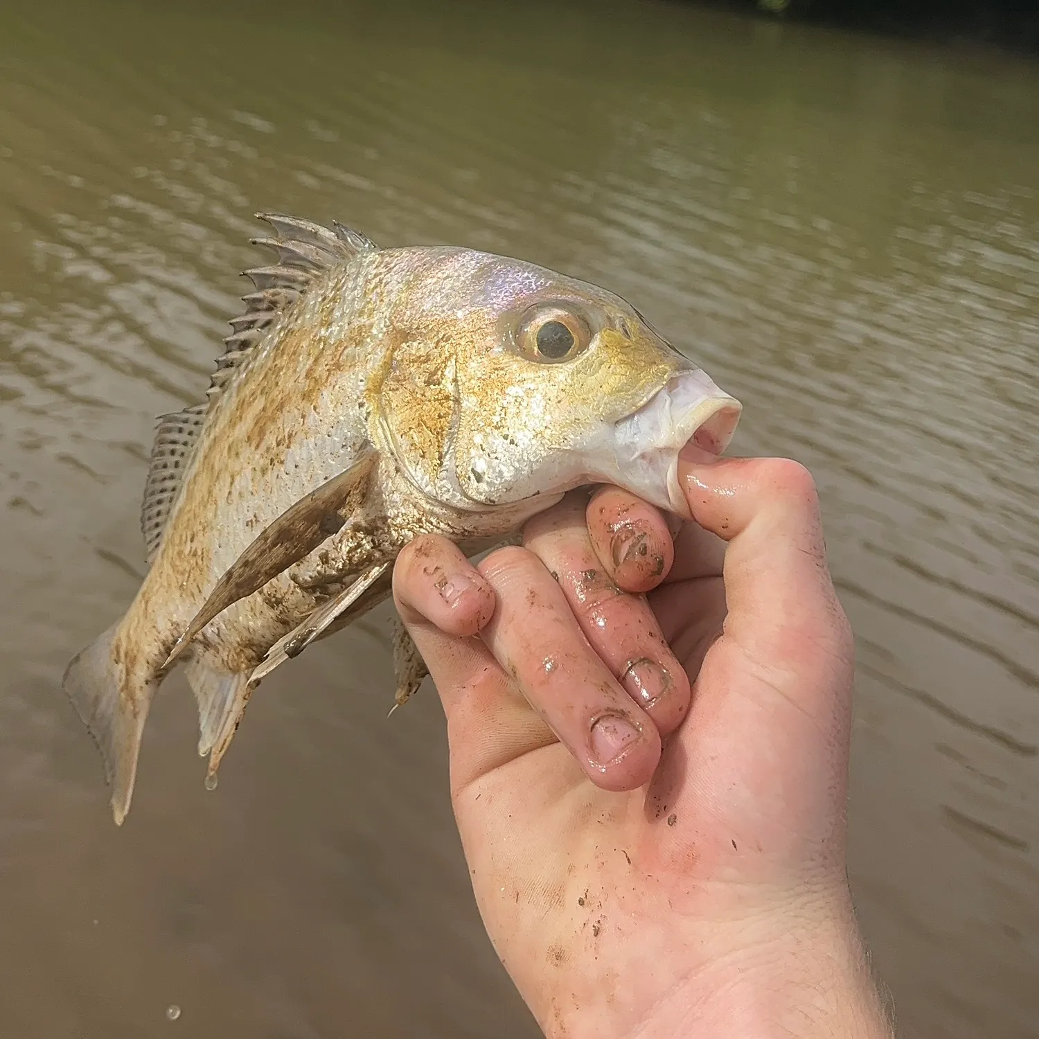 The most recent Javelin grunter catches on Fishbrain