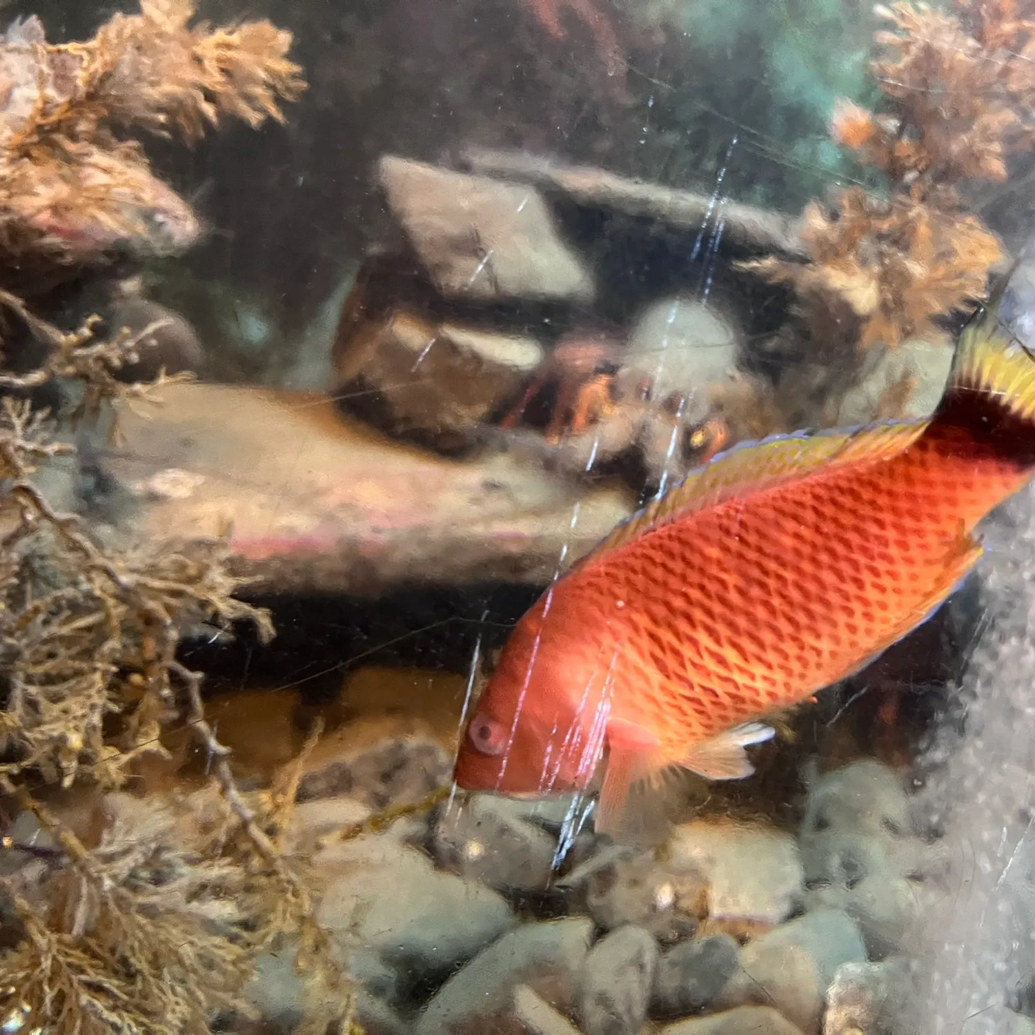 The most recent Spotty wrasse catches on Fishbrain