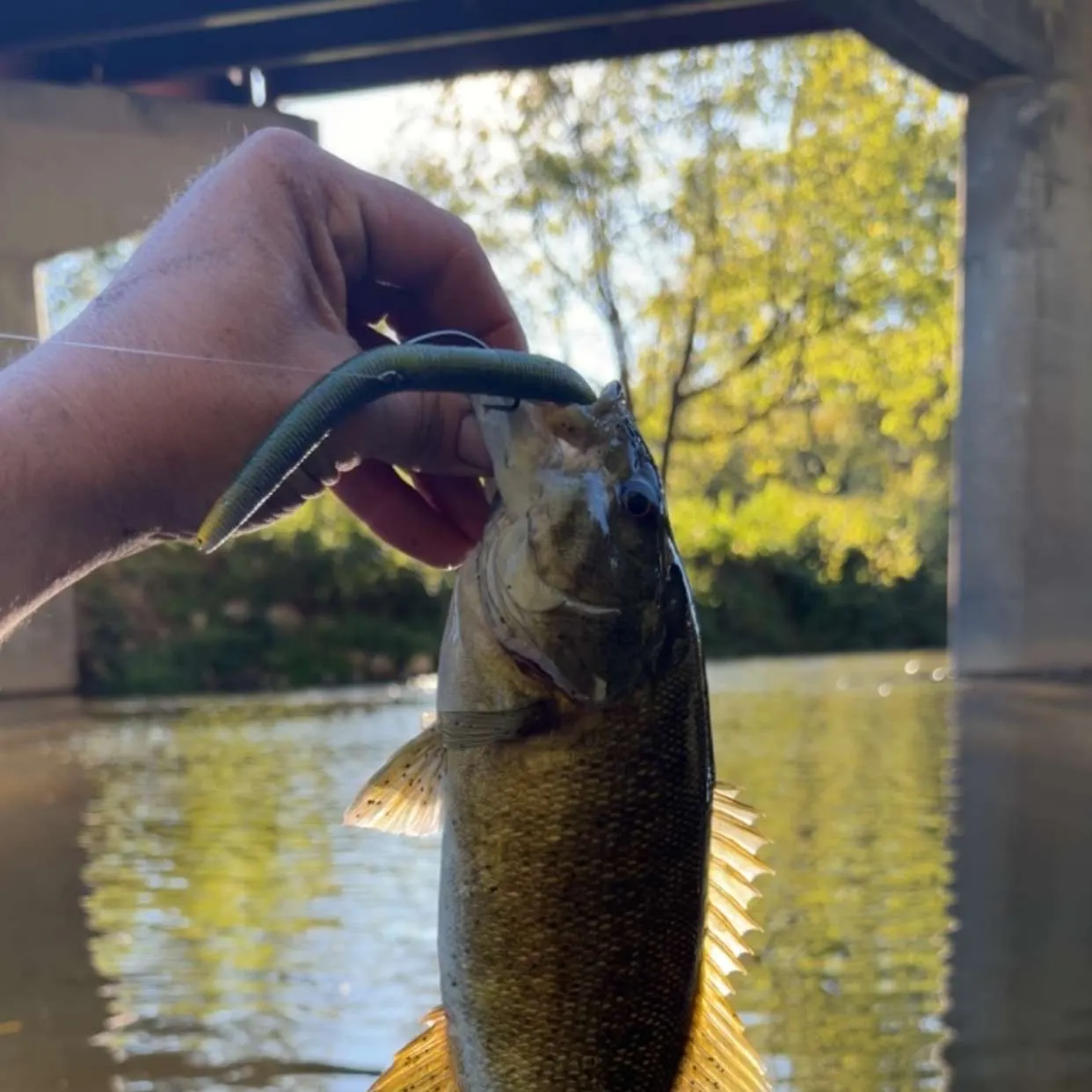 Smallmouth bass caught on Fishbrain