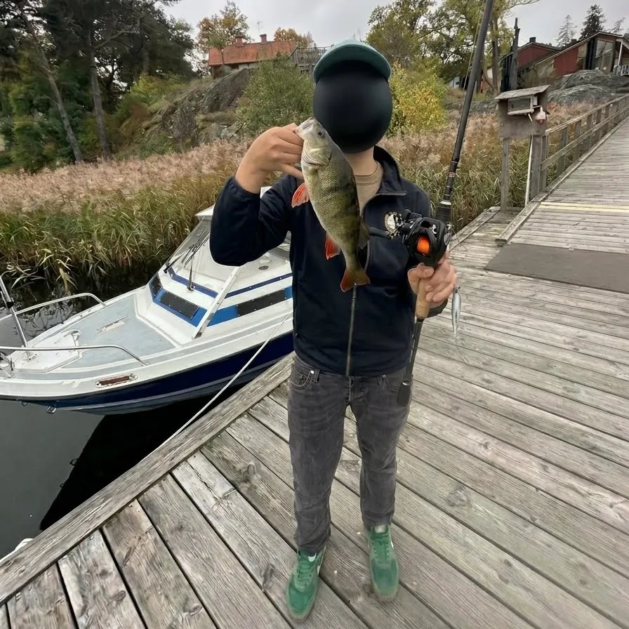 European perch caught on Fishbrain
