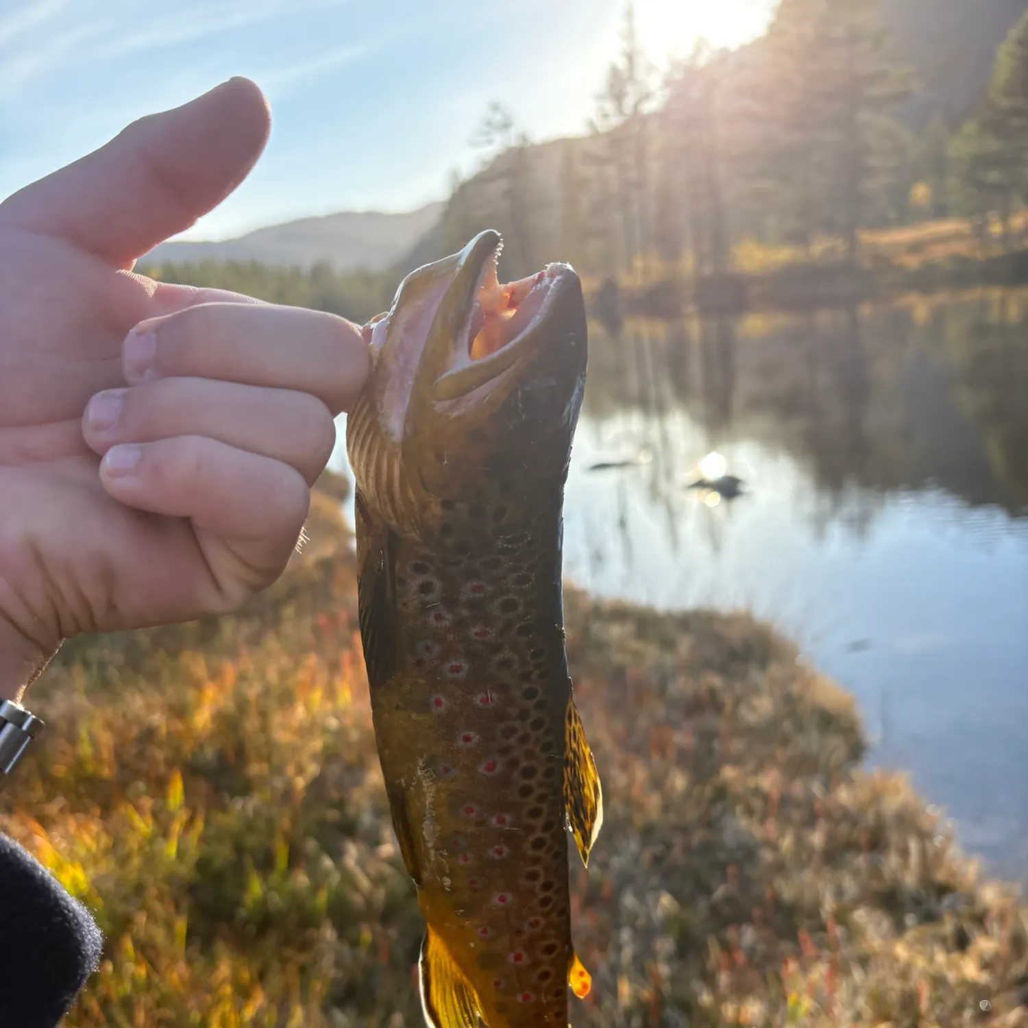 Brown trout caught on Fishbrain