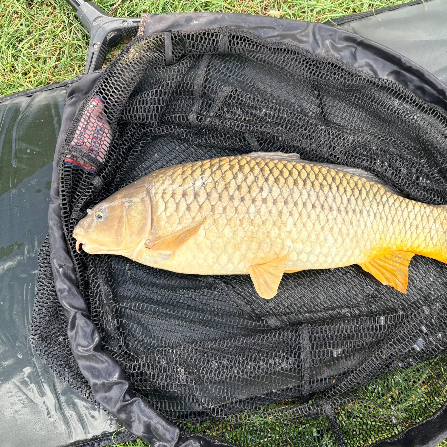 Common carp caught on Fishbrain