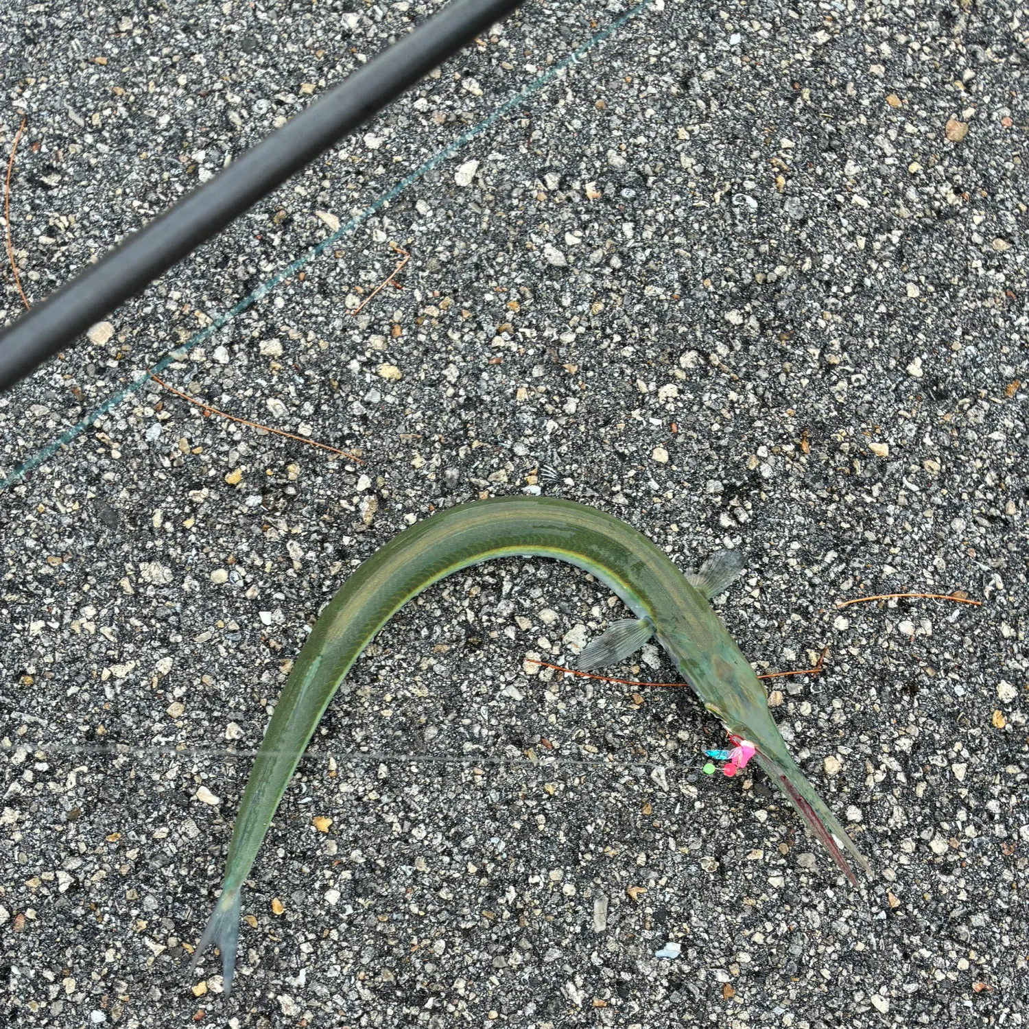 The most recent Flat needlefish catches on Fishbrain