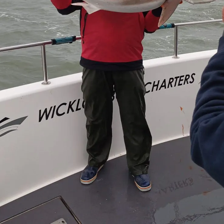 The most recent Tope shark catches on Fishbrain