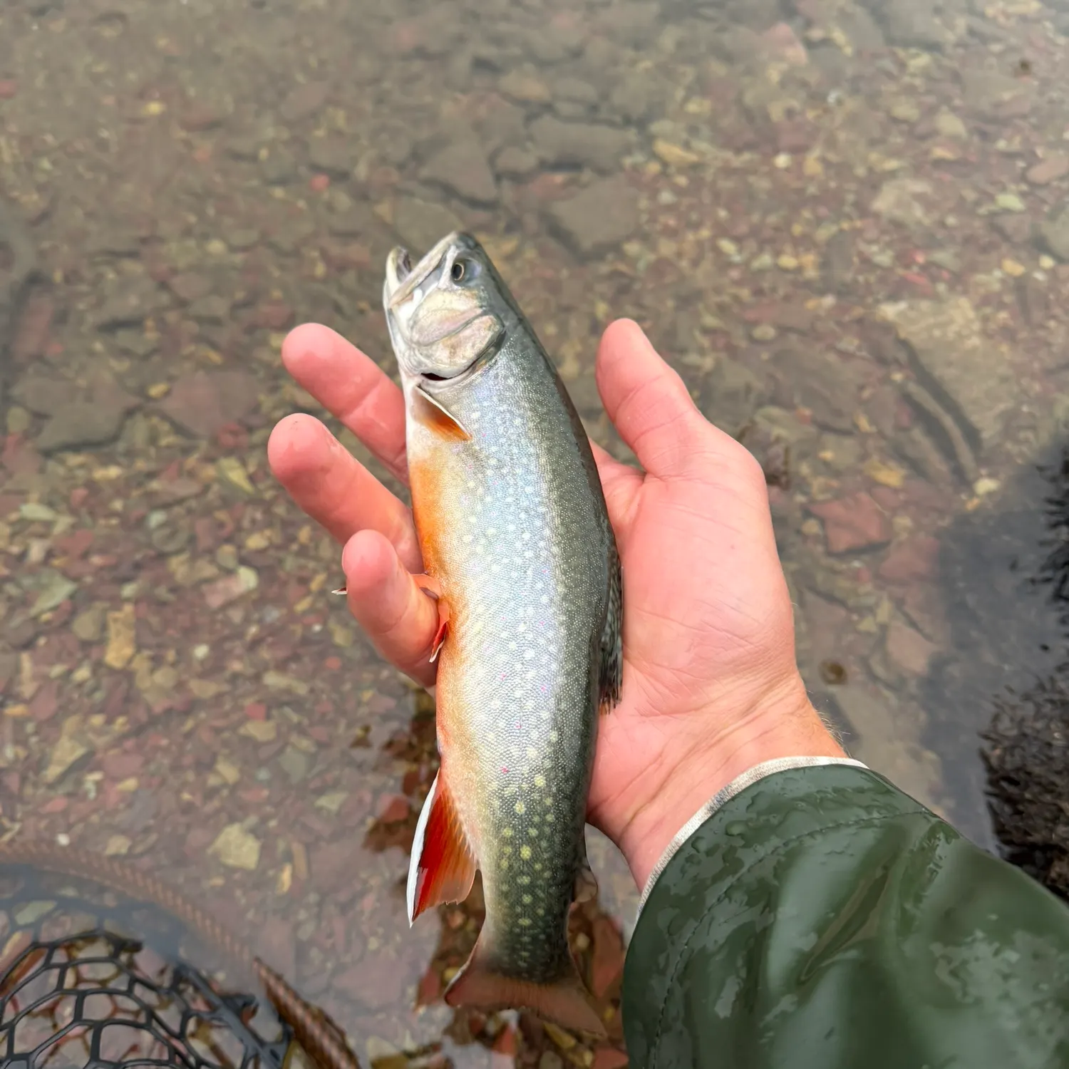 Brook trout caught on Fishbrain