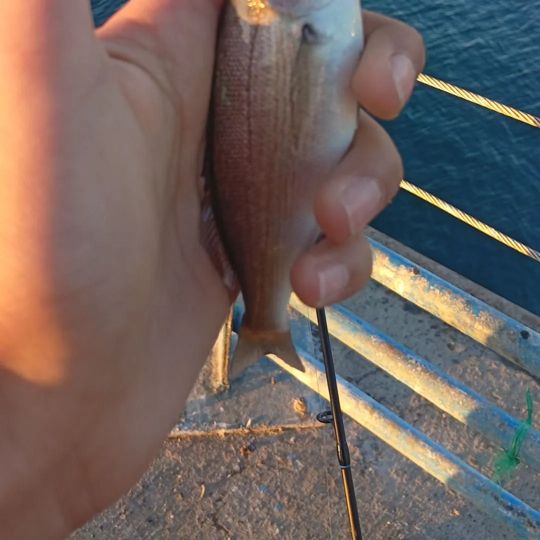 The most recent Grey grunt catches on Fishbrain