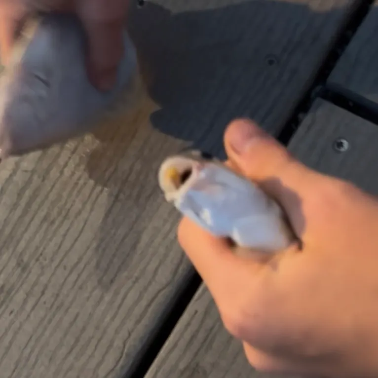 Spot croaker caught on Fishbrain