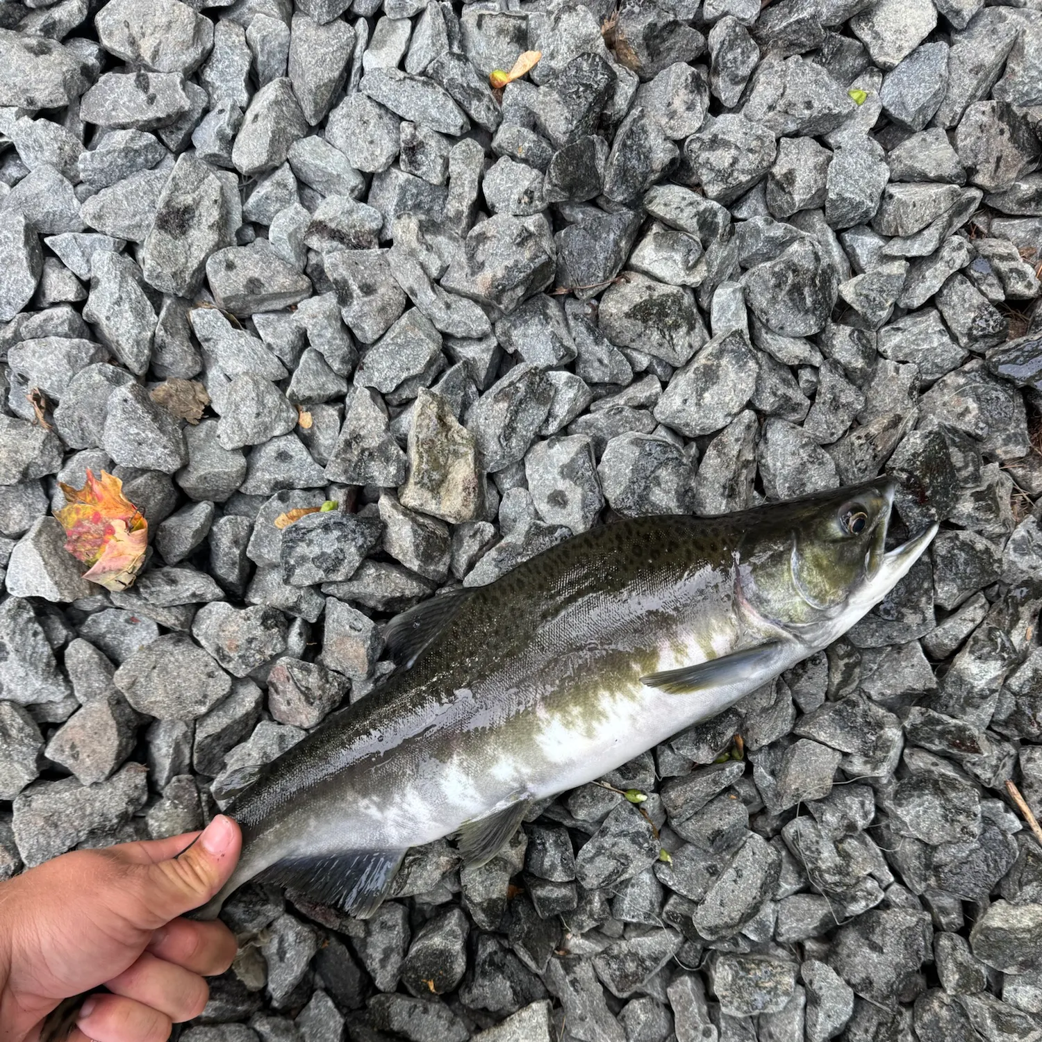 Pink salmon caught on Fishbrain